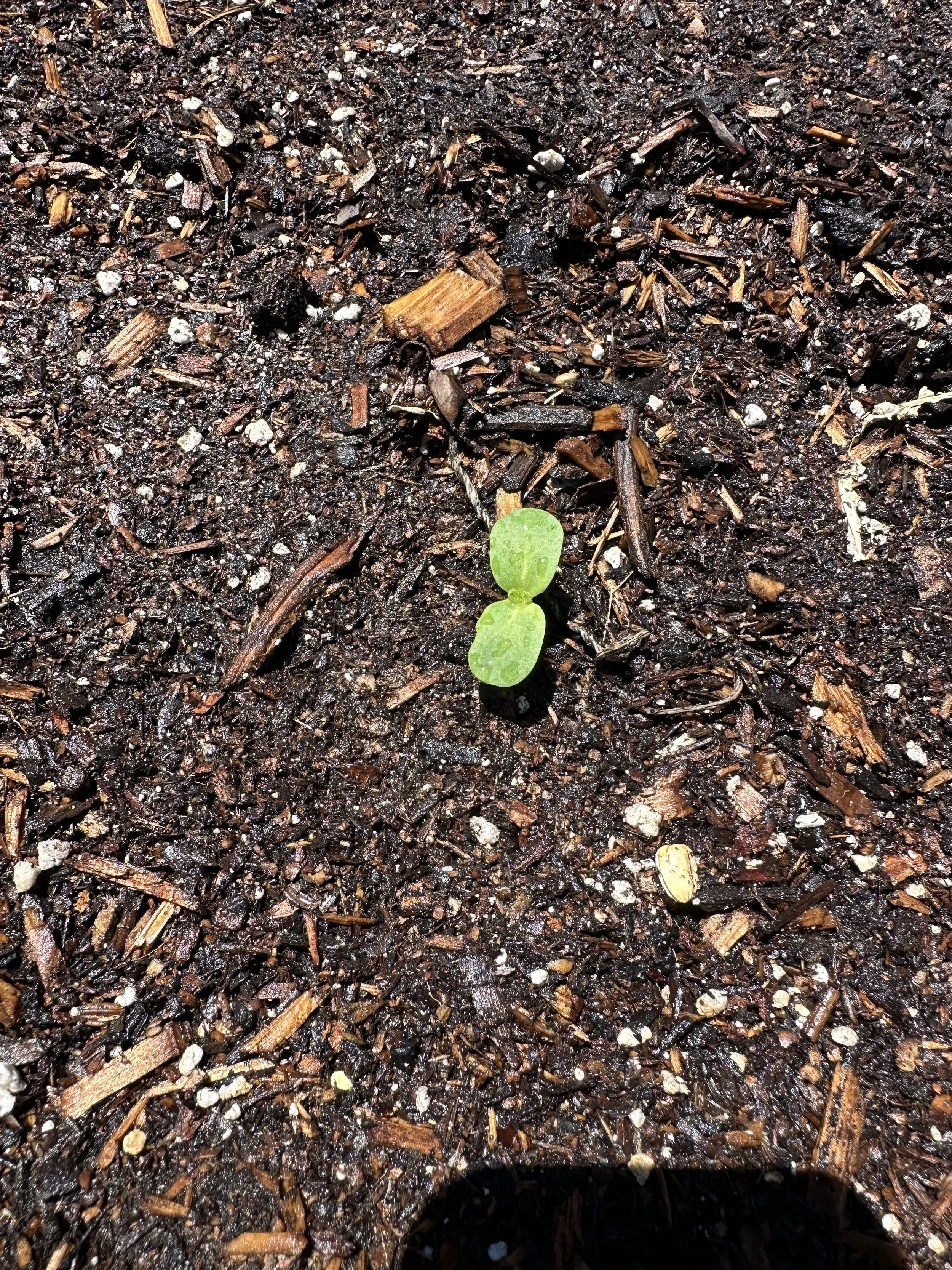 grow-gather-0726-IMG_9517.jpeg