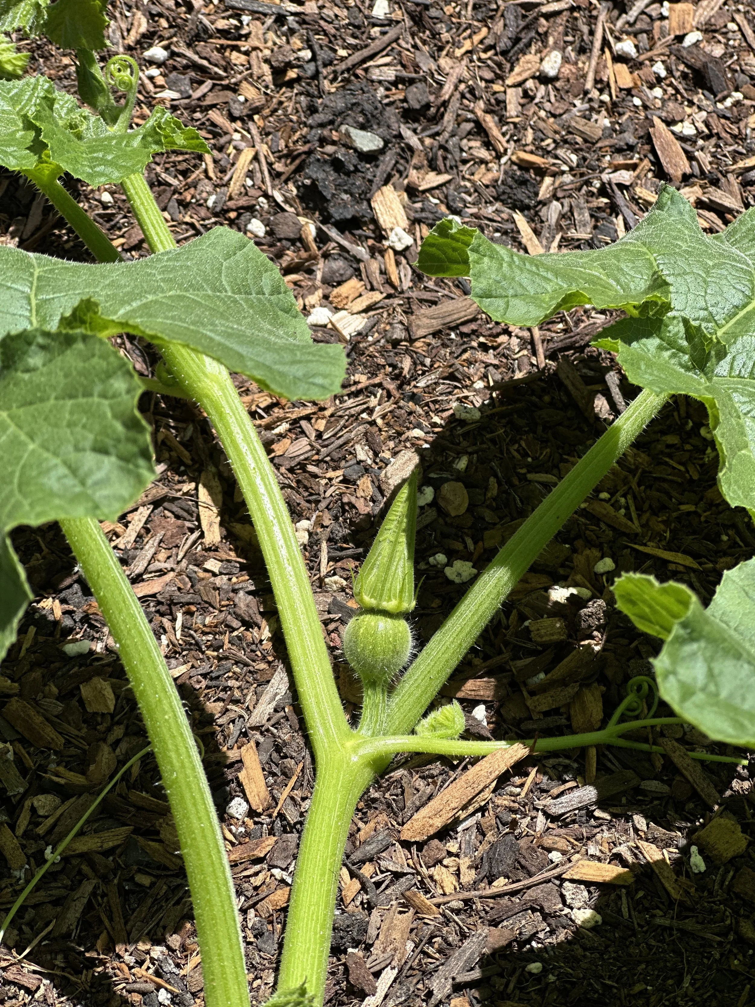 grow-gather-0726-IMG_9685.jpeg