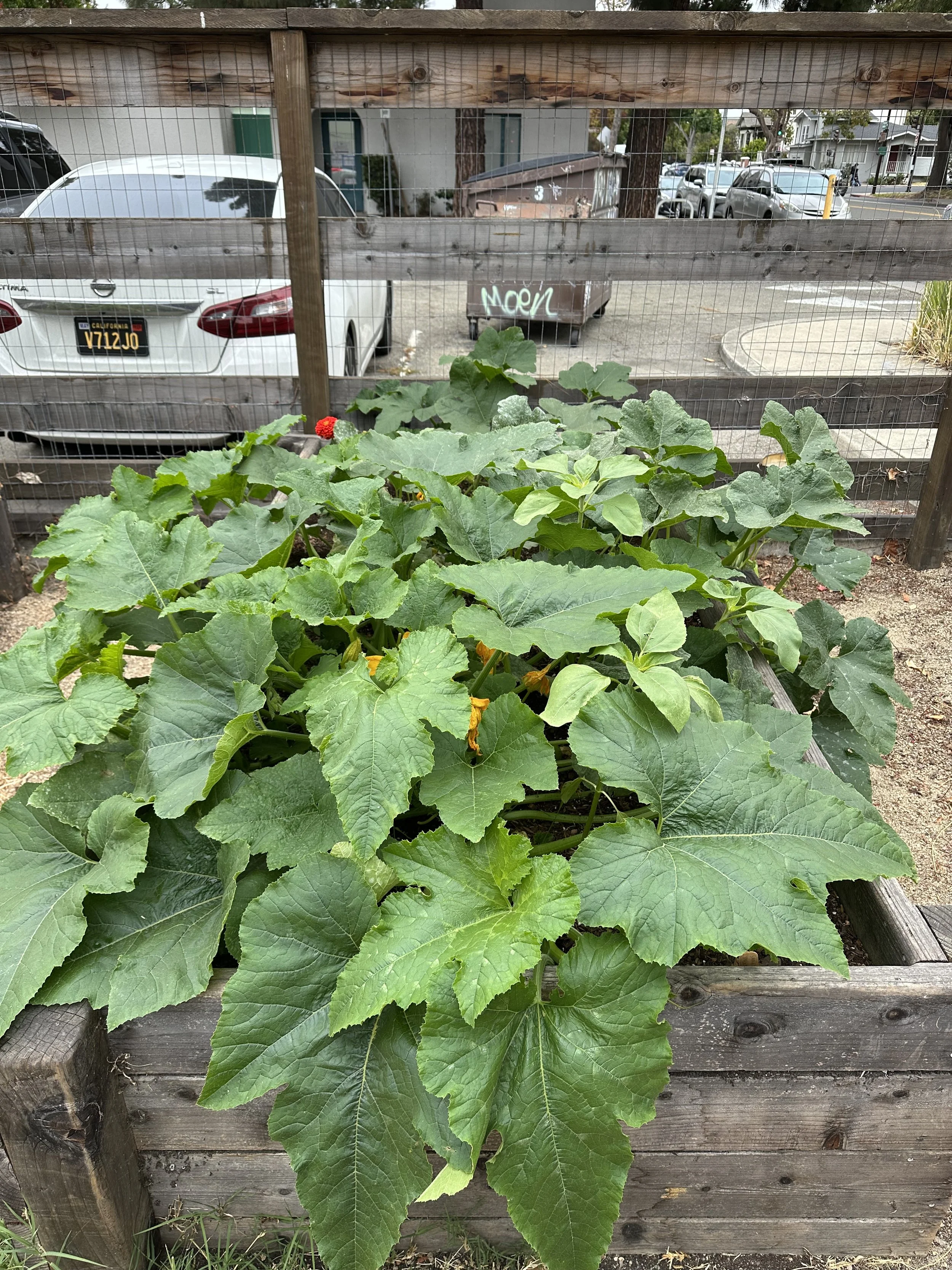 grow-gather-0826-IMG_0219.jpeg
