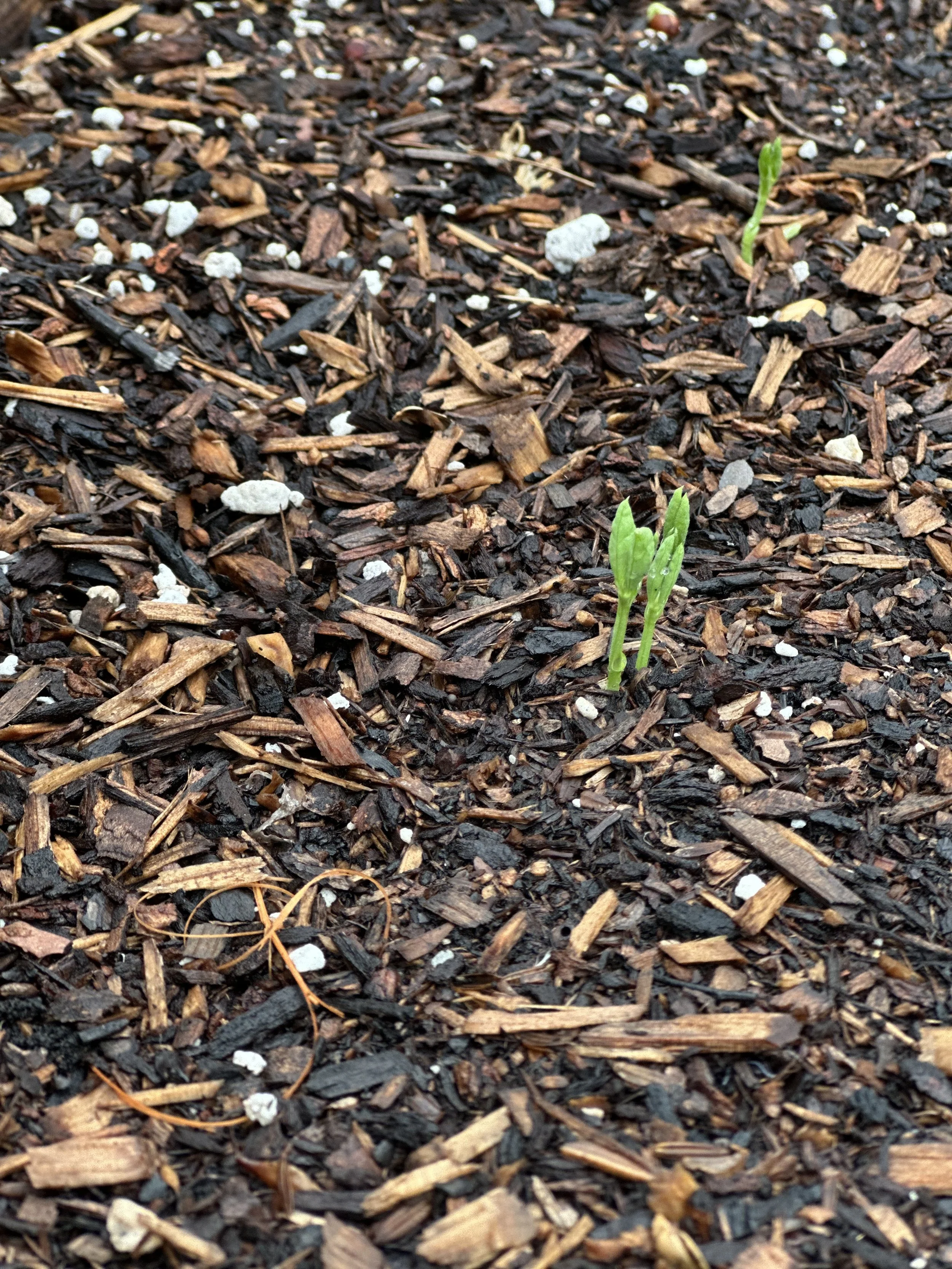 grow-gather-1026-IMG_1963.jpeg