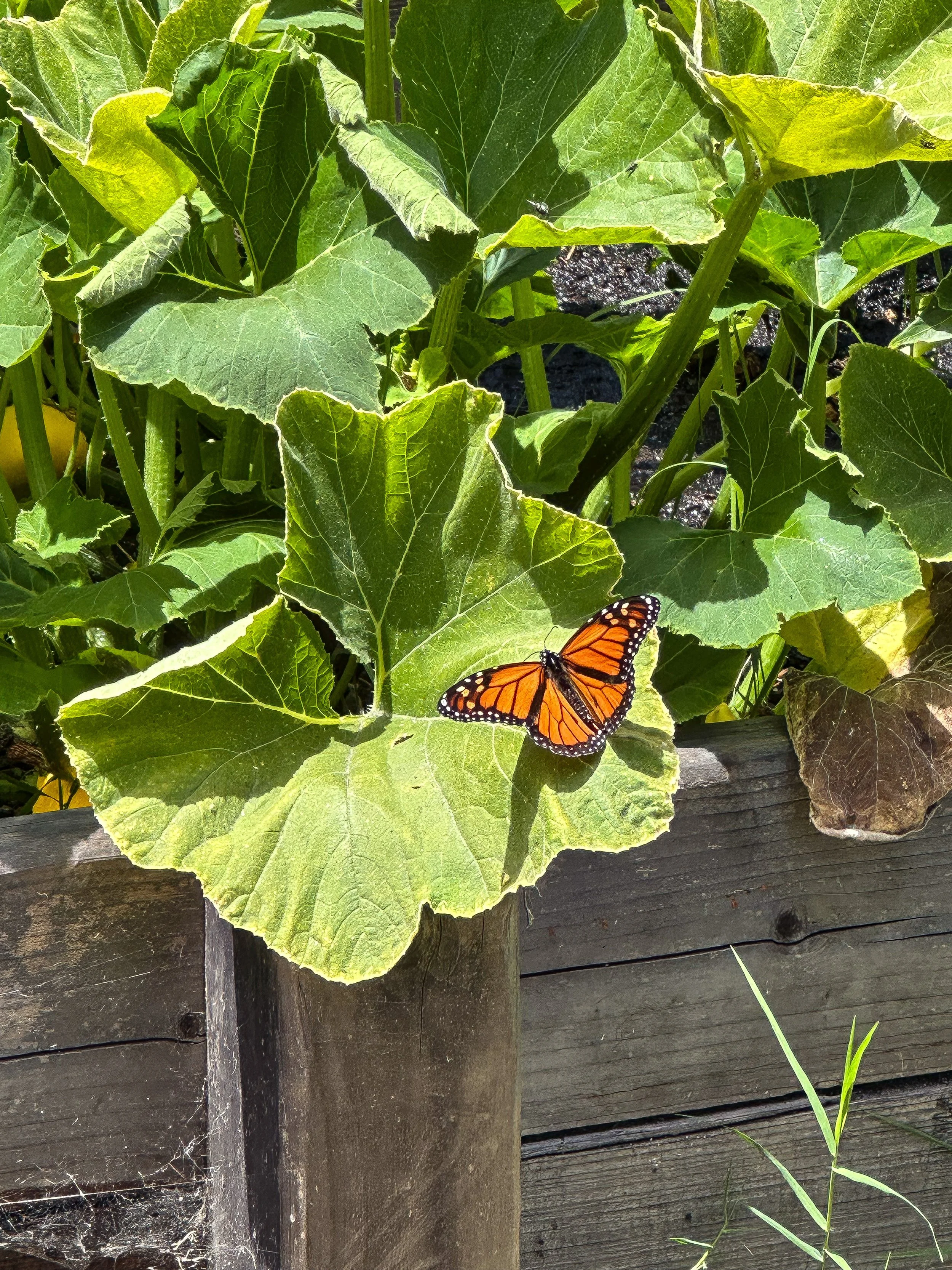 grow-gather-0726-D7F570DF-201D-4787-AABD-0B06843E3D97.jpeg
