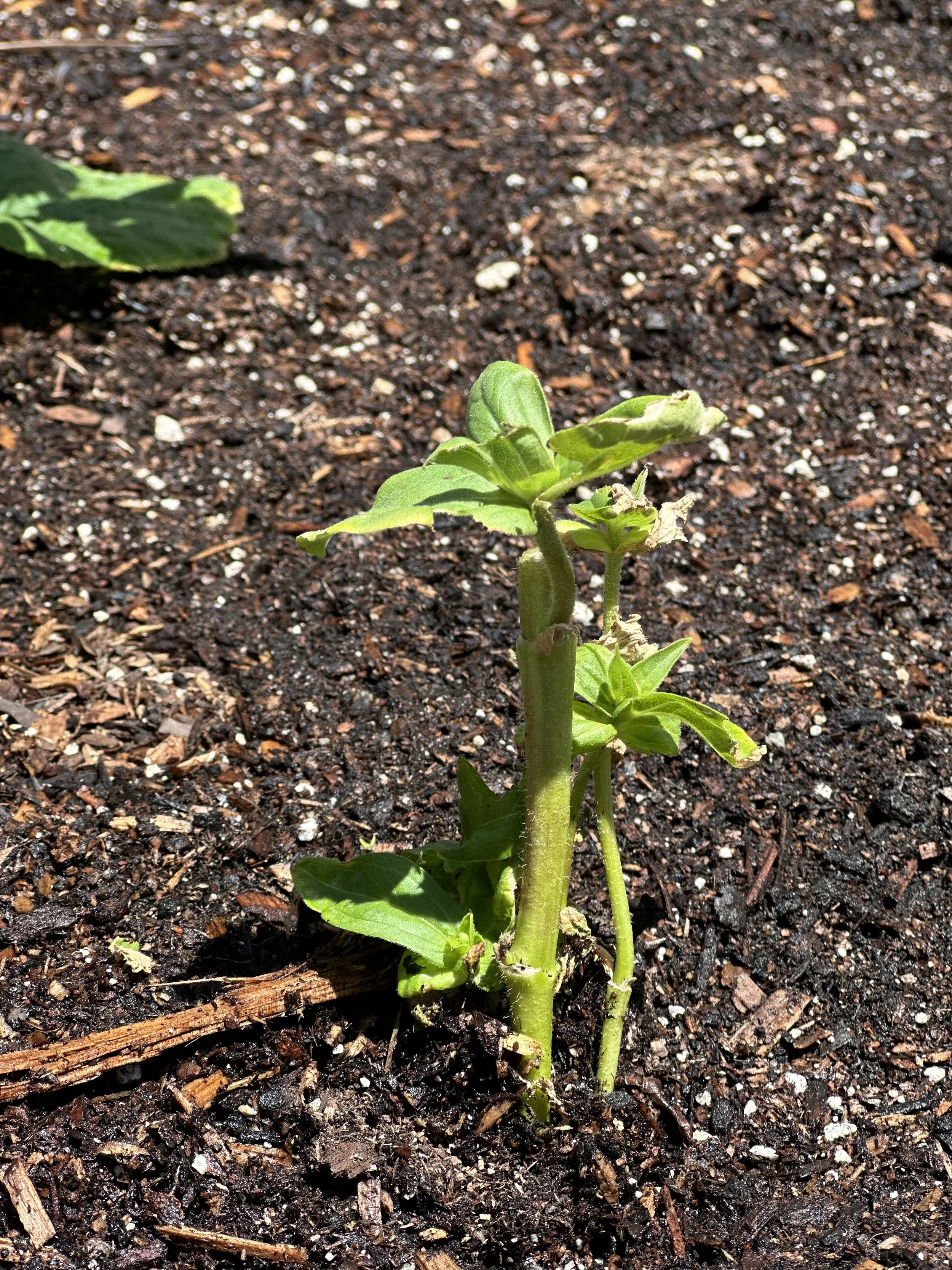 grow-gather-0726-IMG_9514 2.jpeg