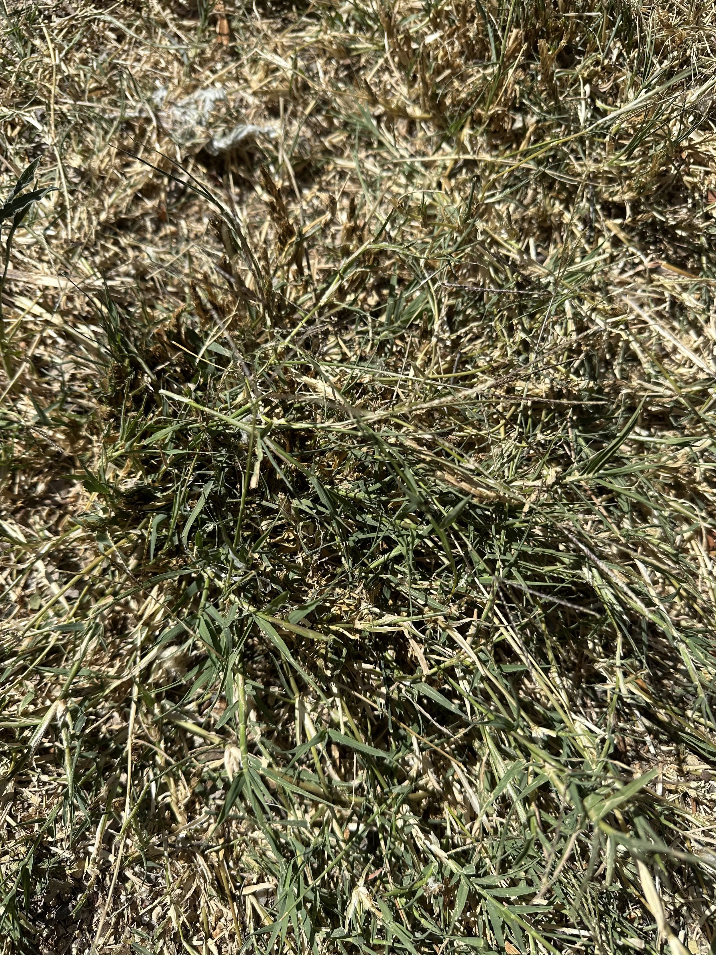 grow-gather-0726-IMG_9257.jpeg