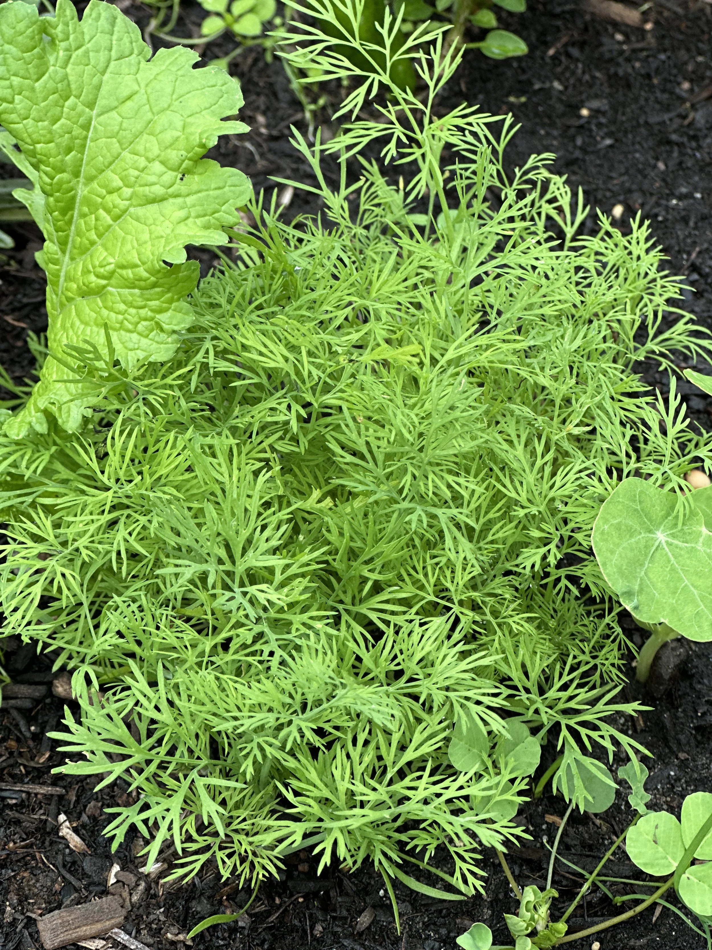 grow-gather-1026-IMG_1630.jpeg