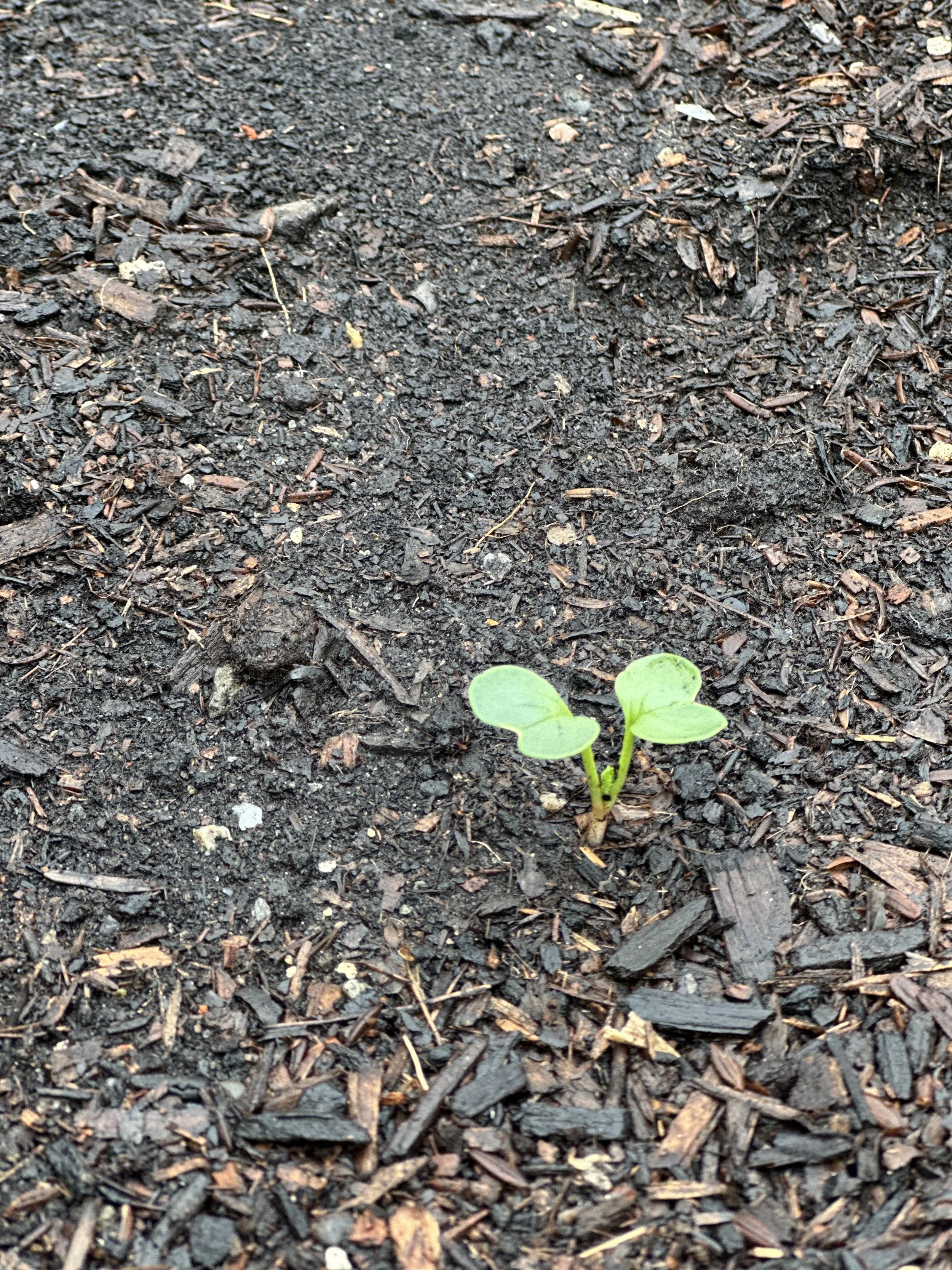 grow-gather-1026-IMG_1965.jpeg