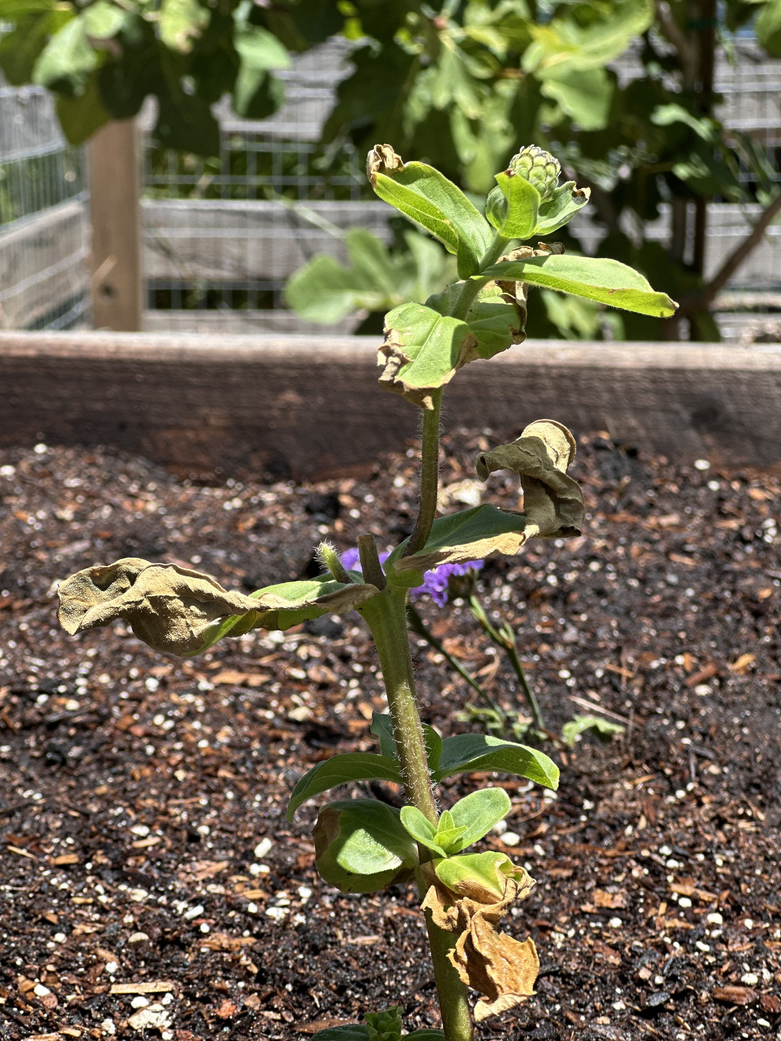 grow-gather-0726-IMG_9515.jpeg
