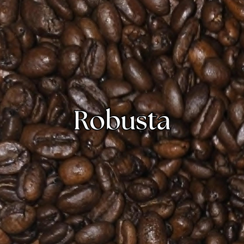 Robusta