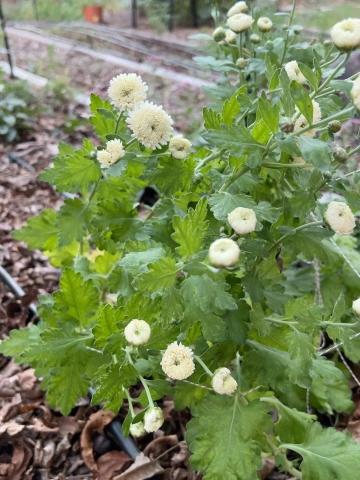 It&rsquo;s mum season! Mum season always strikes just when I am exhausted and unsure of anything I&rsquo;m doing in the rows these come to assure me and give me colorful joy. #liteheirloomflowers #texasflowersforever