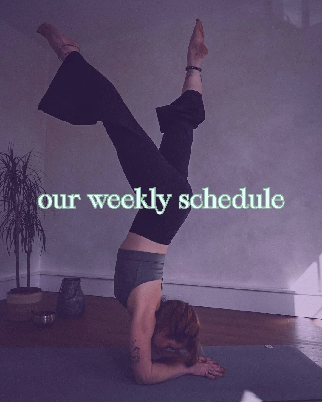 woman in pincha forearm stand with the text weekly schedule written over
