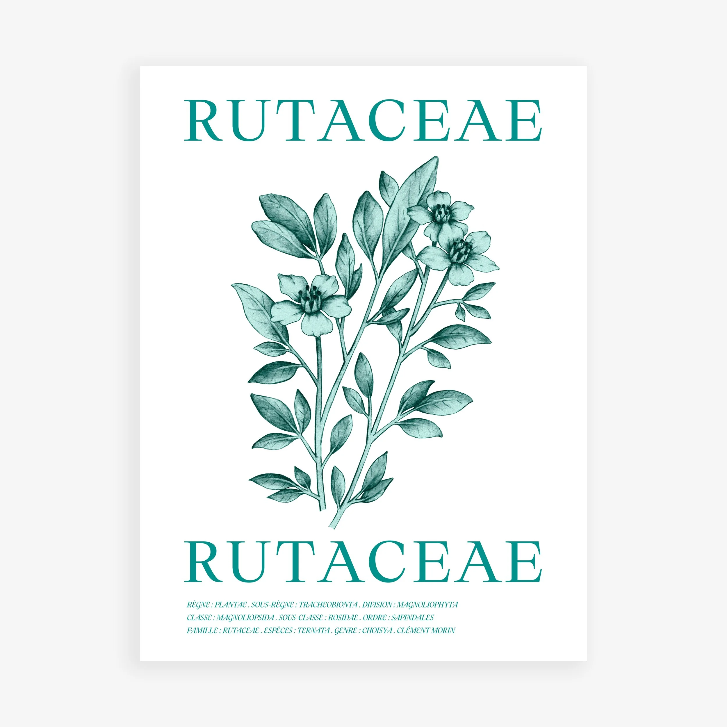 Affiche Rutaceae
