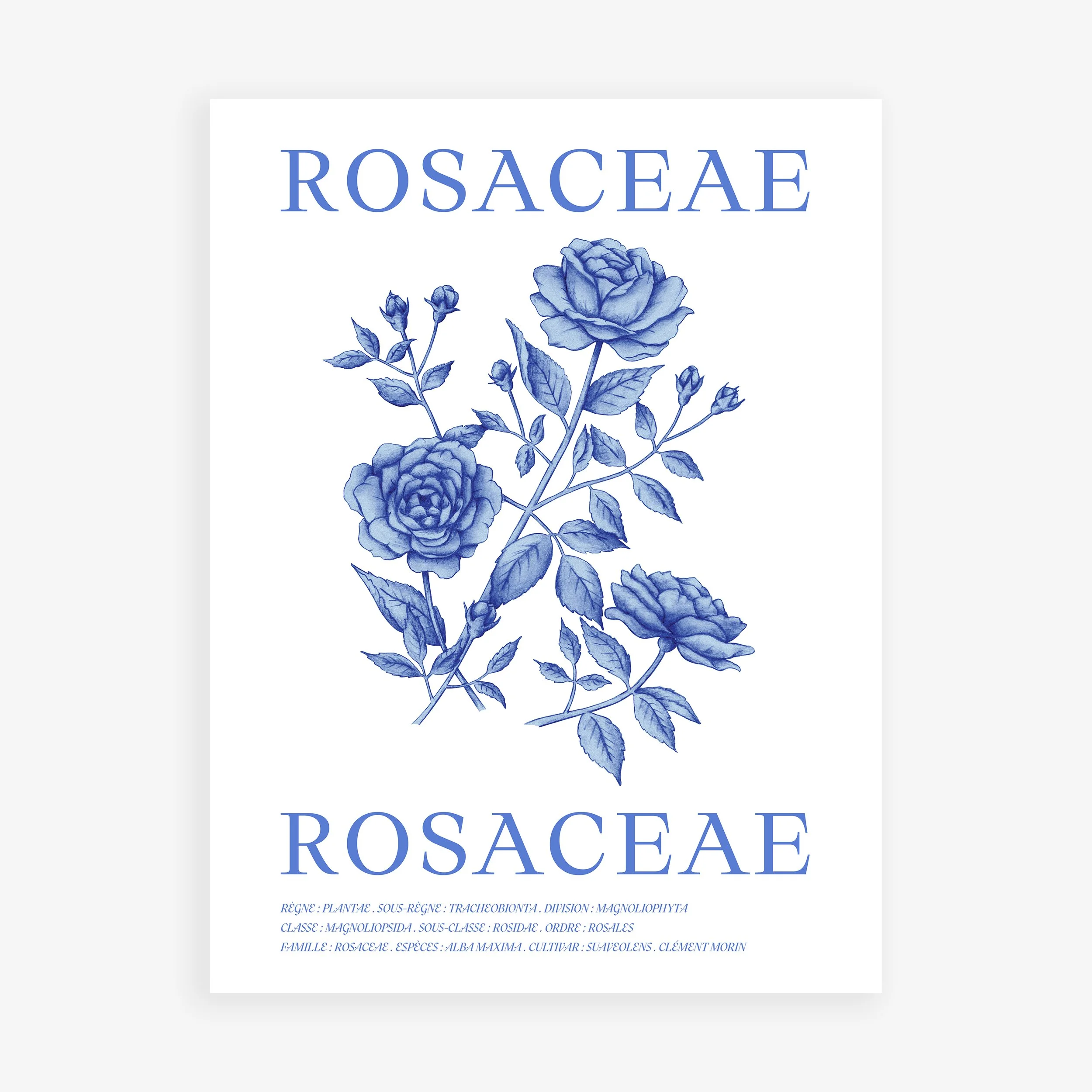 Affiche Rosaceae
