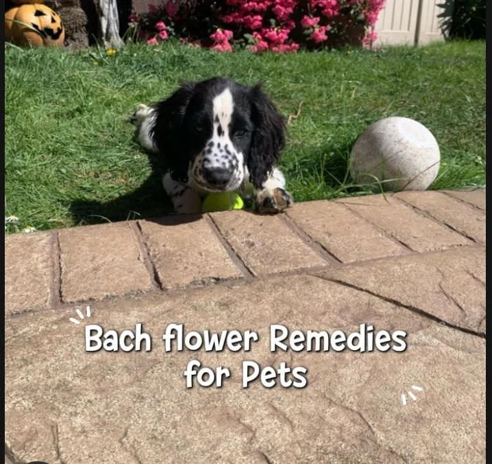 Bach flowers for Dogs (woof!) &amp; Pets