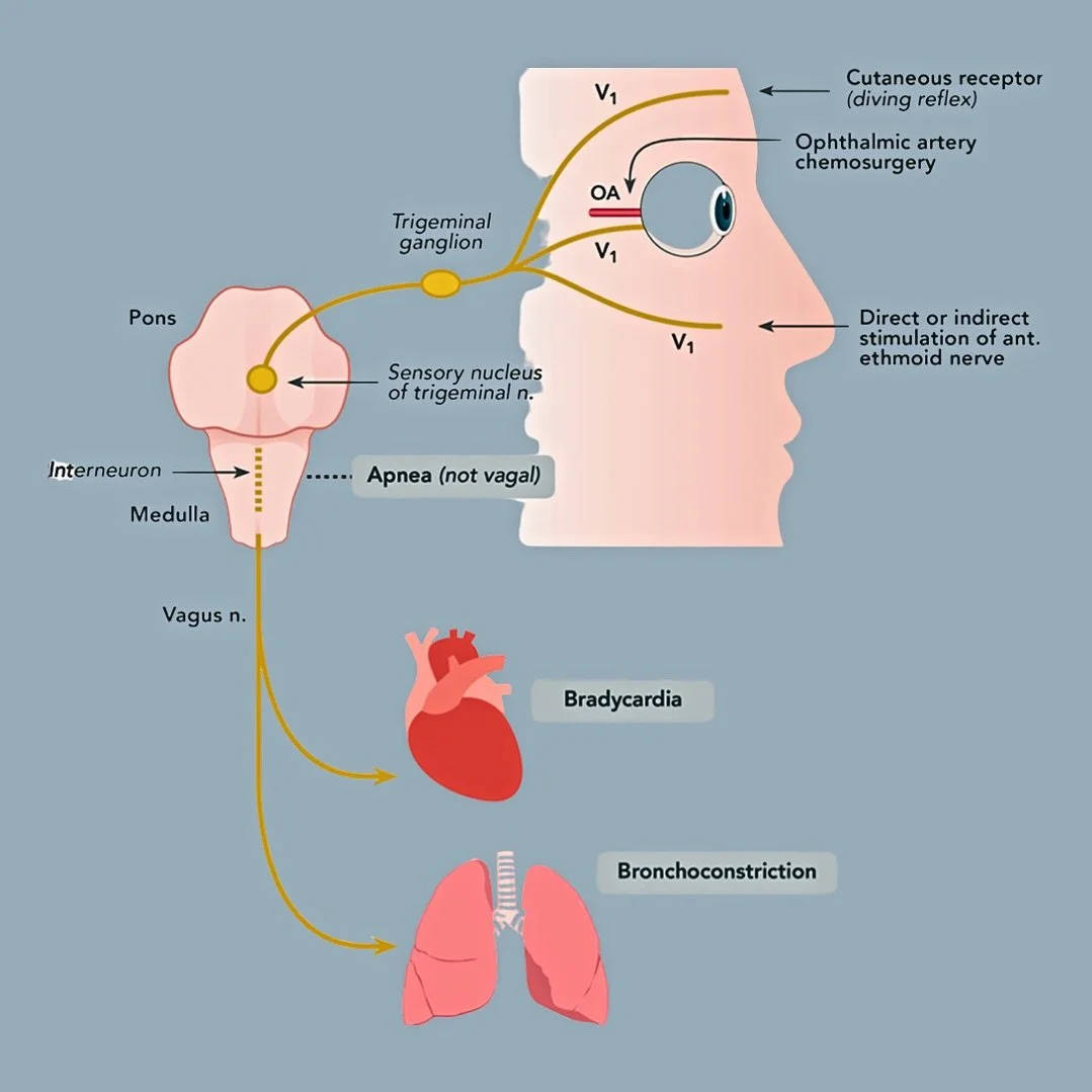 Feeling overwhelmed by panic, rage, or despair? 

Your body has a built-in reset button: the mammalian dive reflex.

💧 Splash cold water on your face (forehead, eyes, nose bridge) or hold an ice pack there for 30 seconds
💧 Exhale slowly as you come