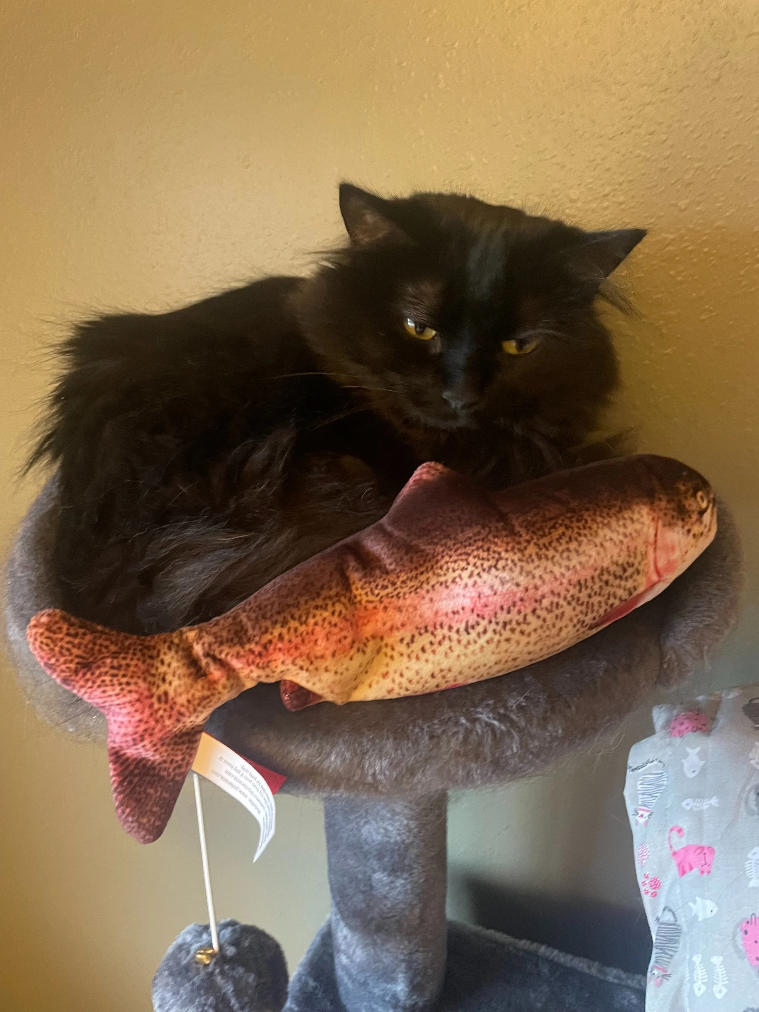 Ultimate Gift Guide for Cat Lovers and Their Cats — Life With Eileen