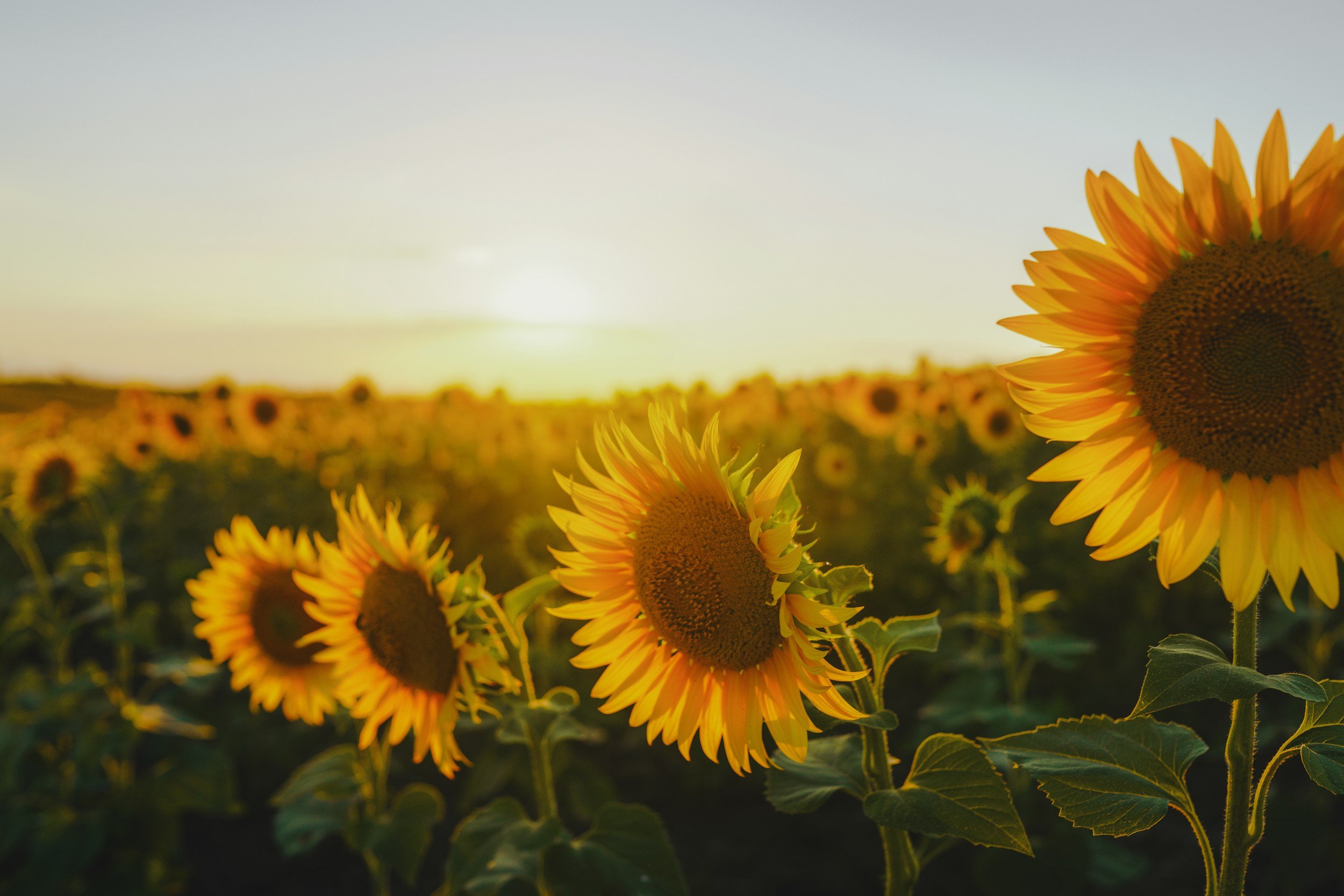 Sunflower field during sunset with yellow flowers in the foreground and the sun setting on the horizon.