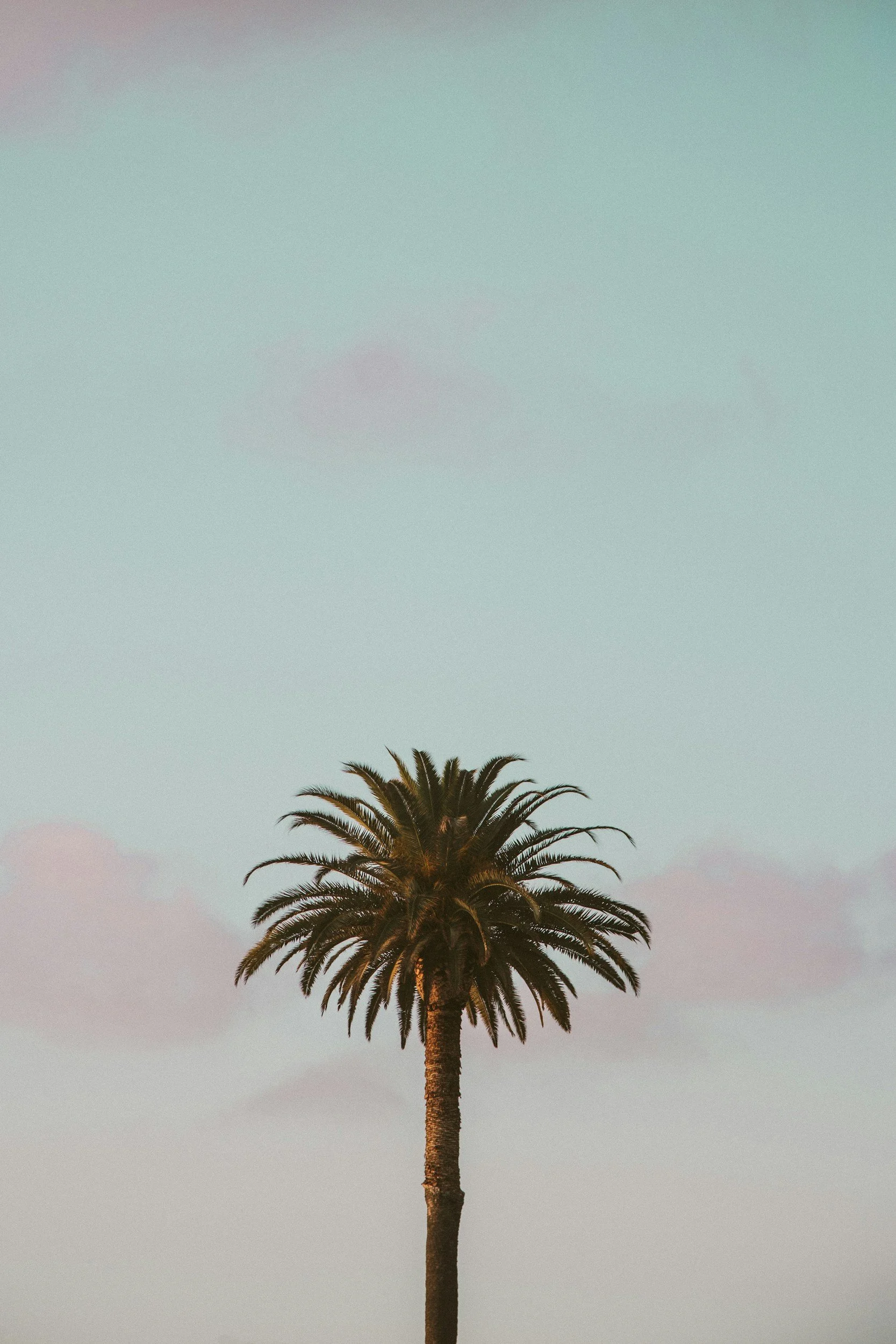 A single tall palm tree against a light blue sky with a few pink-tinged clouds.