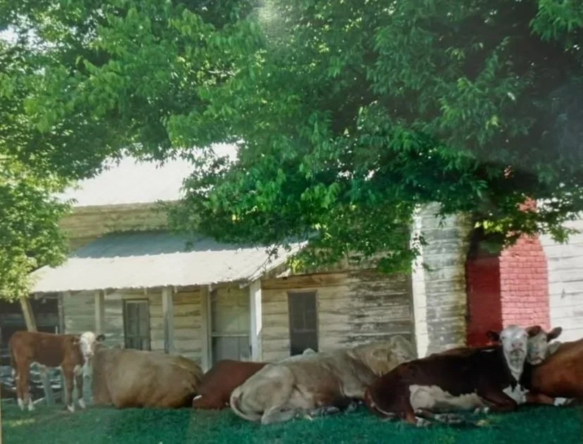 Cattle resting in front of a rustic wooden barn with a tree providing shade.
