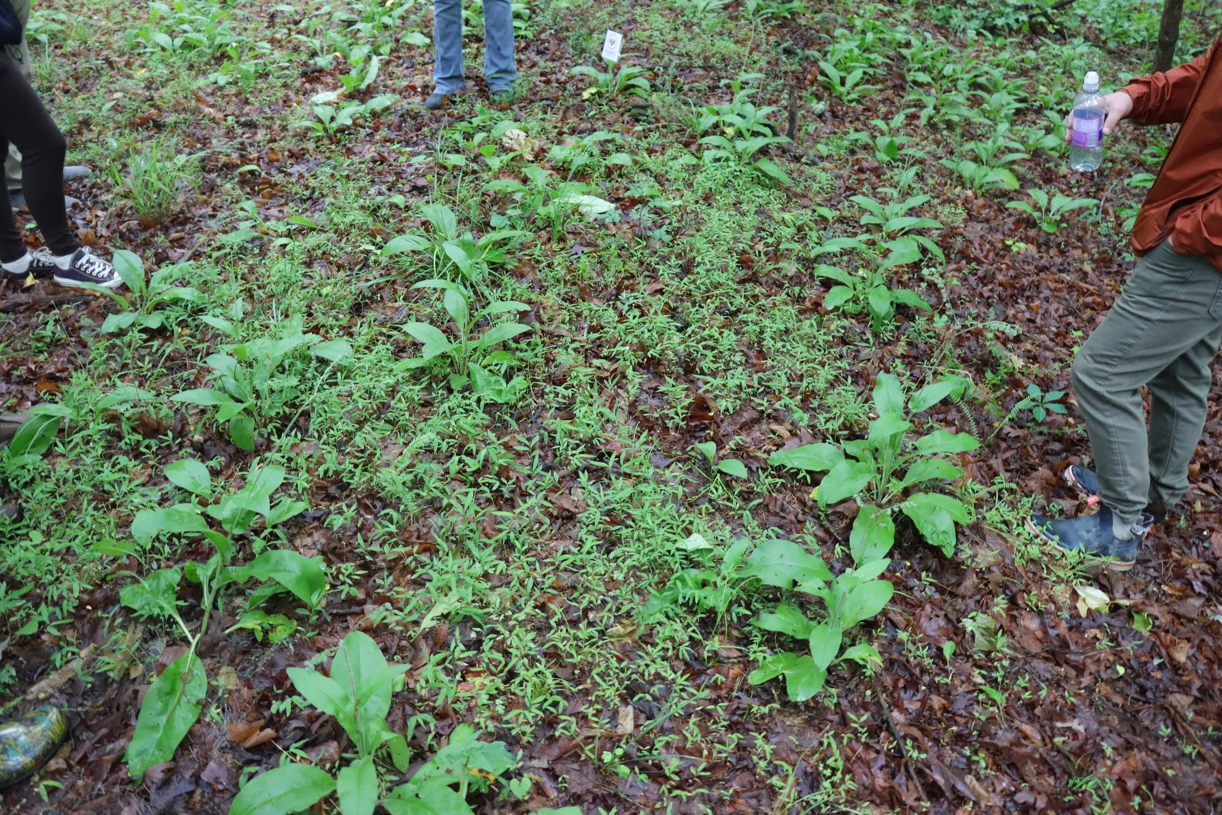 People standing in a forest clearing with small plants growing on the ground, some holding water bottles.
