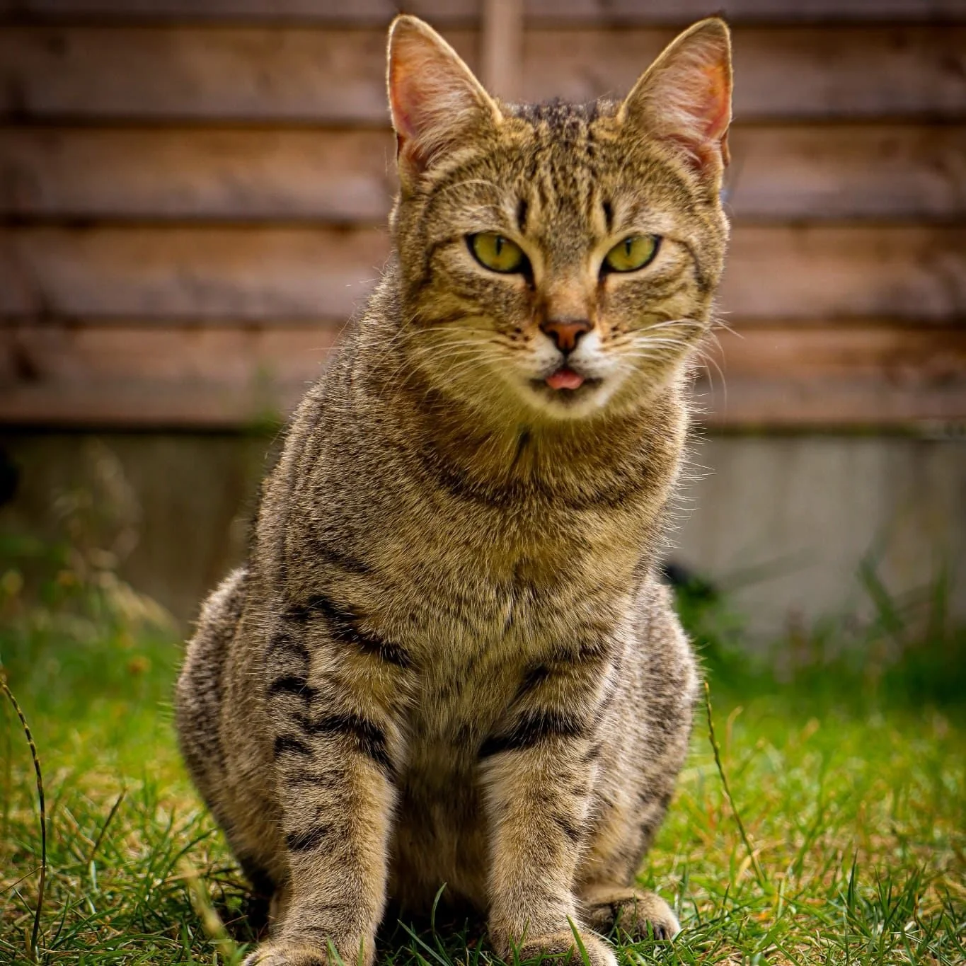 Meet this little garden queen &mdash; sunlight in her fur, adventure in her eyes. Capturing pets where they're happiest: free, playful, and utterly themselves.

From curious kittens to loyal old dogs, I freeze those fleeting moments you&rsquo;ll trea