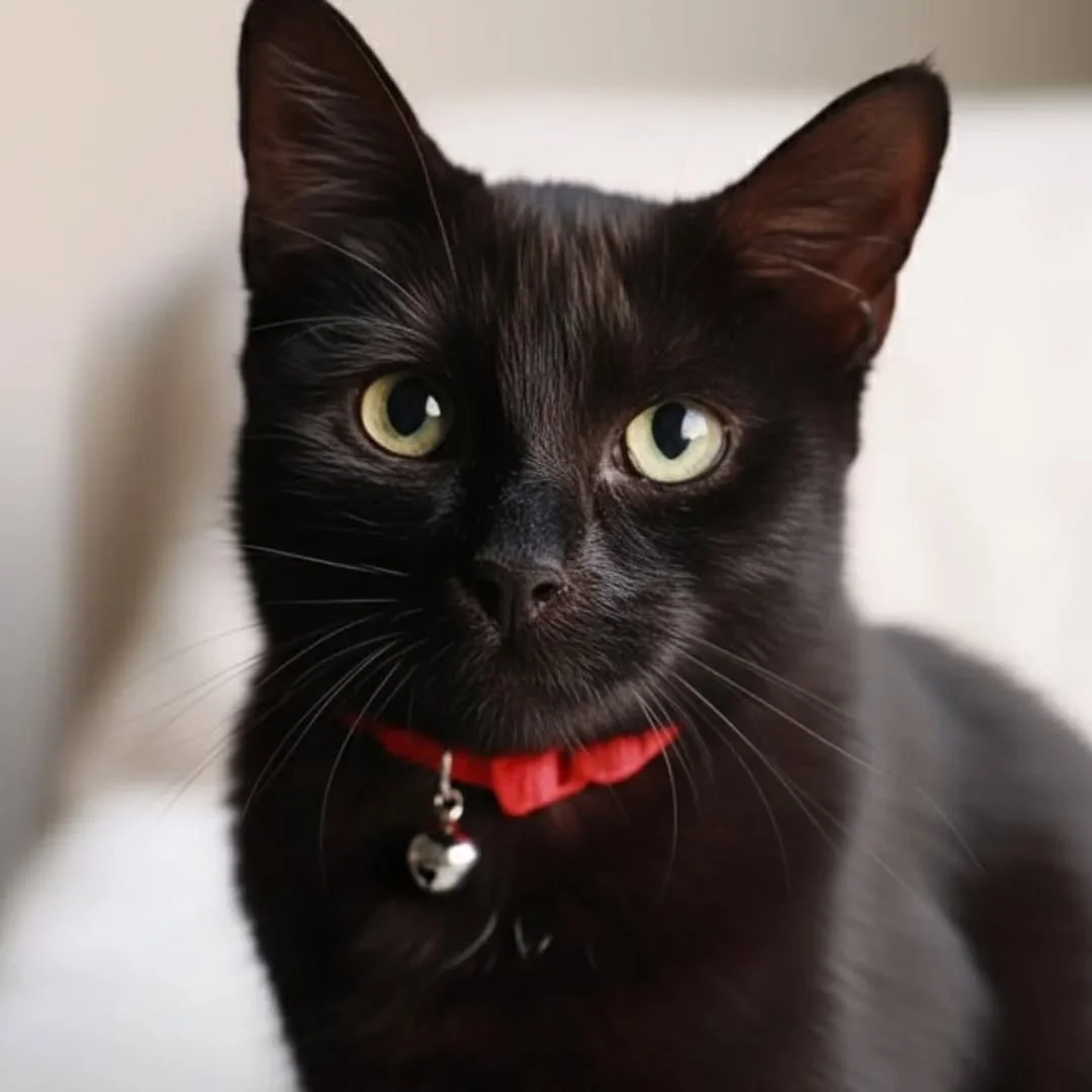 One moment, endless moods 🐾✨ Whether in vibrant colour or timeless black &amp; white, every whisker tells a story. Pet photography is all about capturing their personality&mdash;one edit at a time. 🐱📸