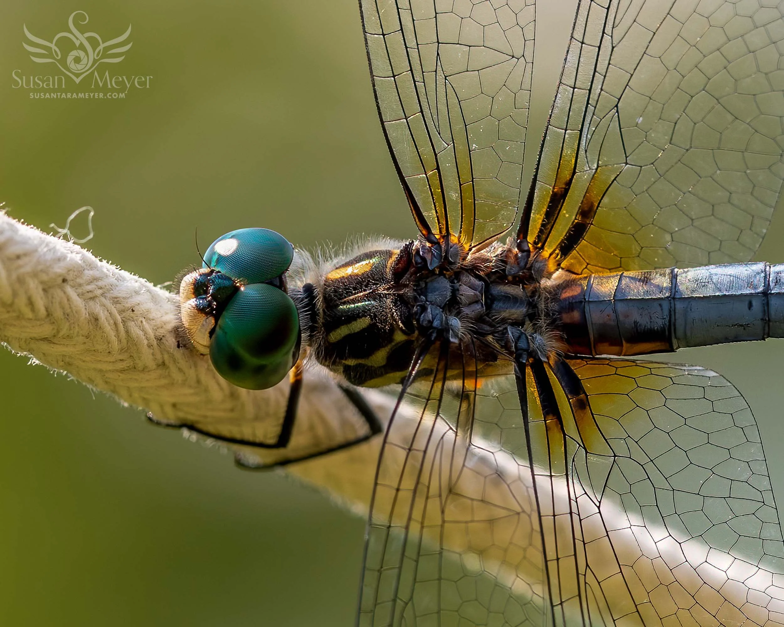 Dragonfly-Detail.jpg