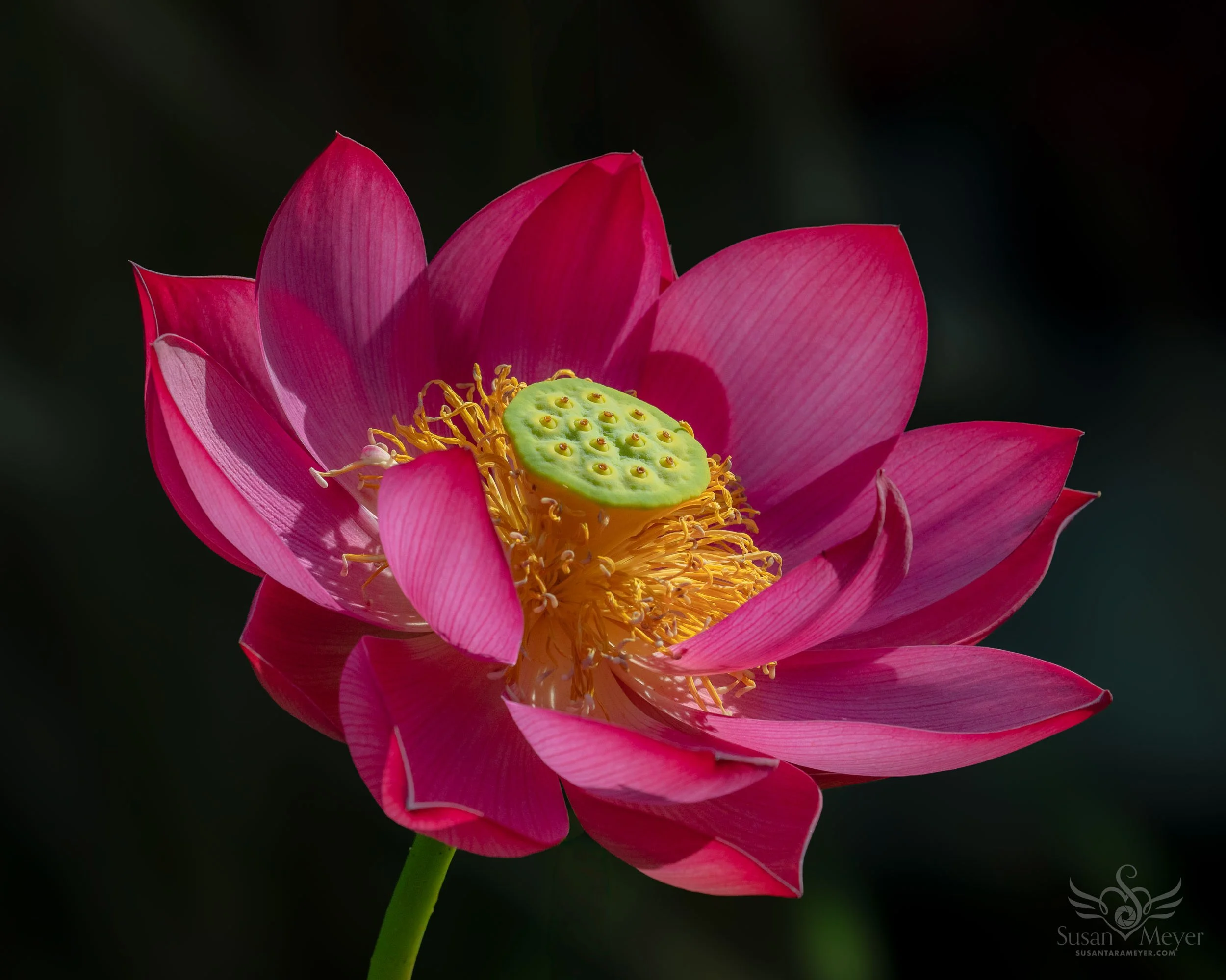 Lotus-Bloom-Ropes-Day3.jpg
