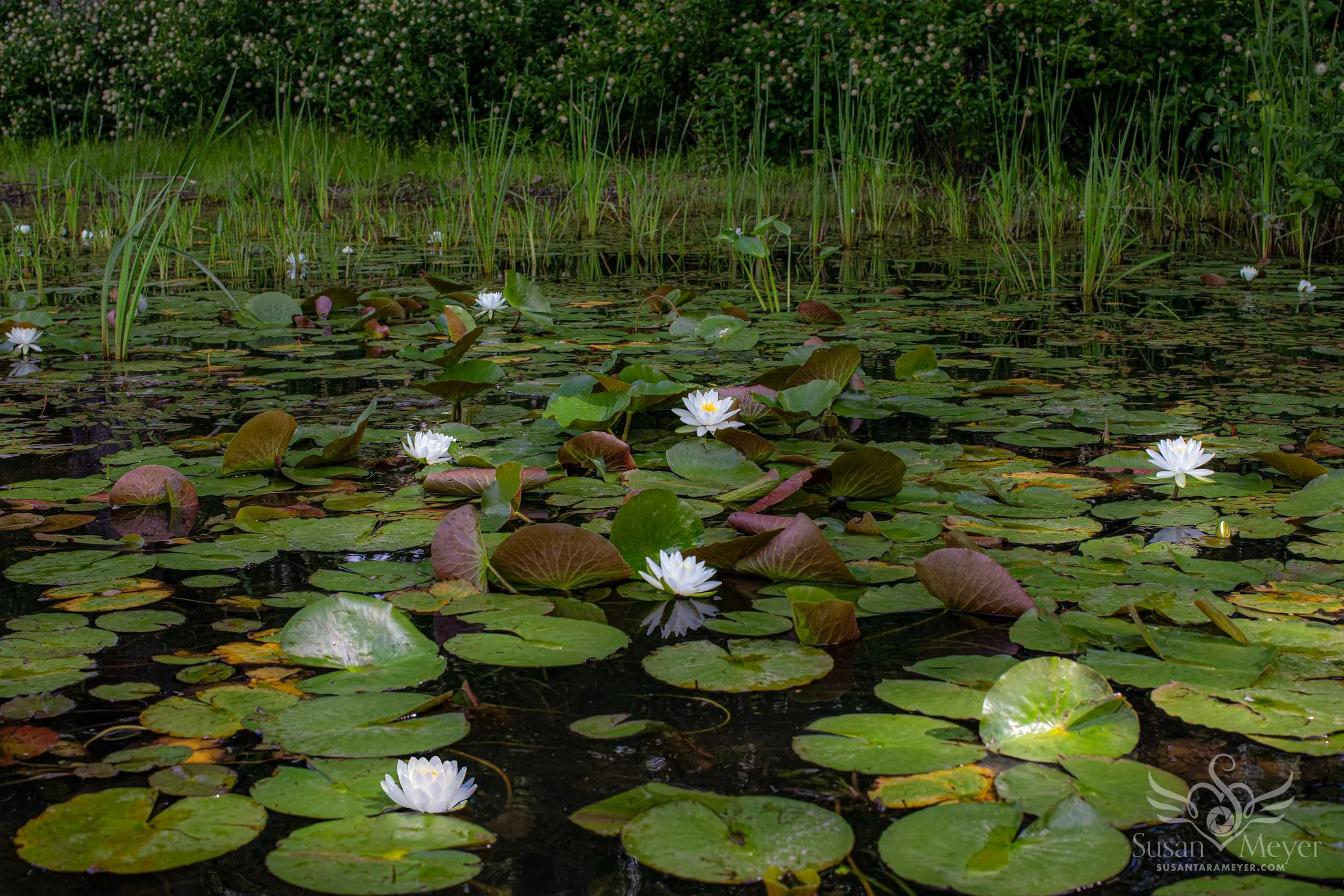 WaterGarden2026-1.jpg