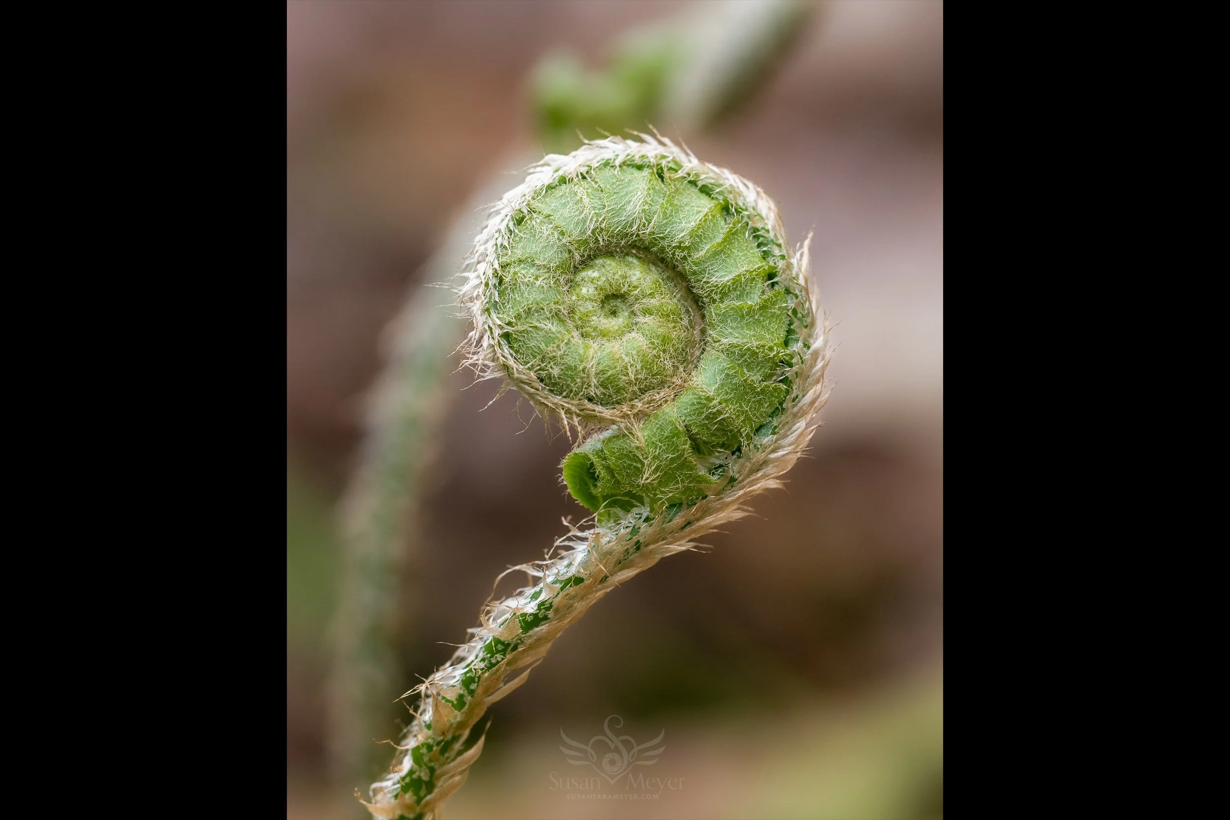 Christmas Fern Crozier-2.jpg