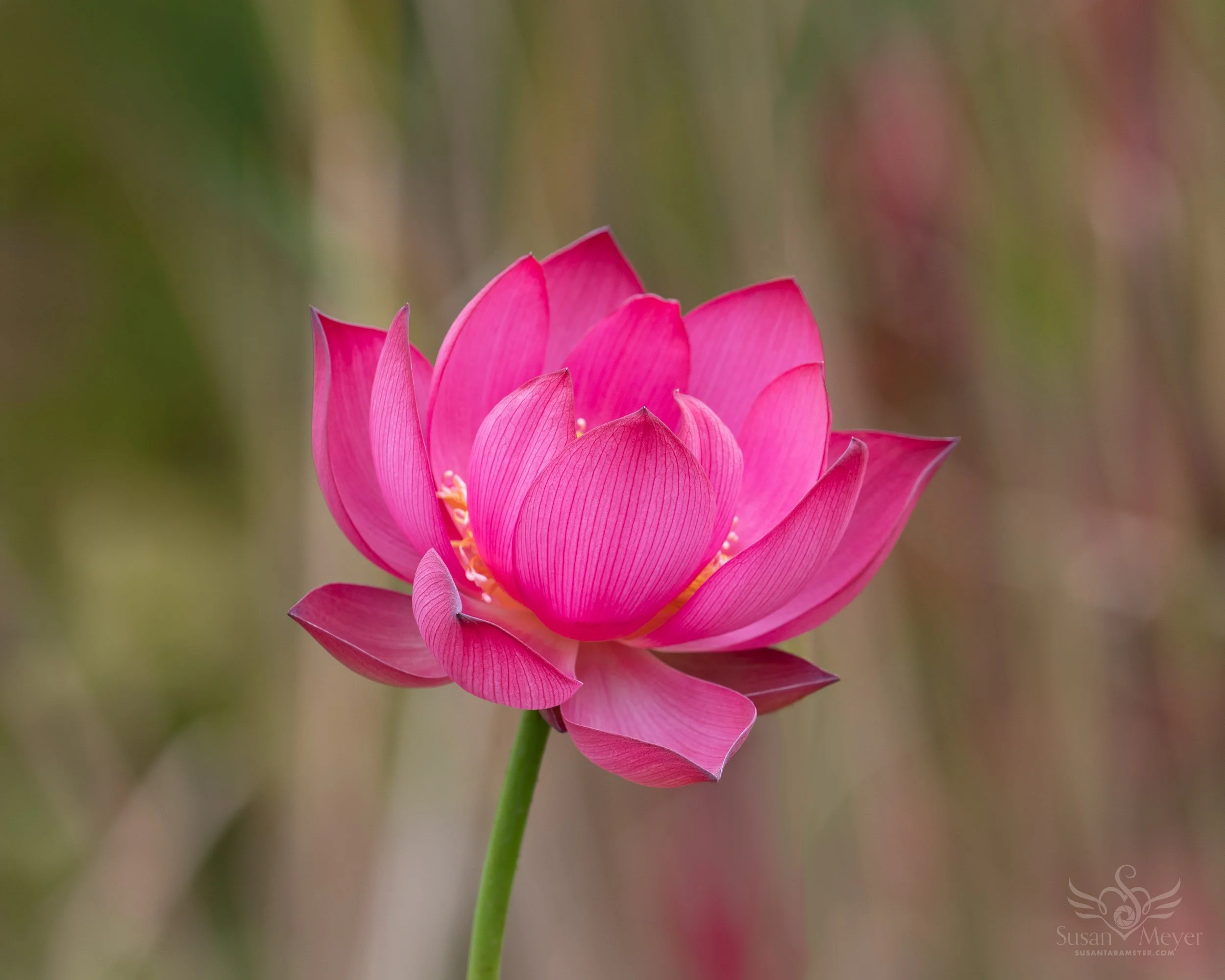Bloom-Lotus-Ropes-8.jpg