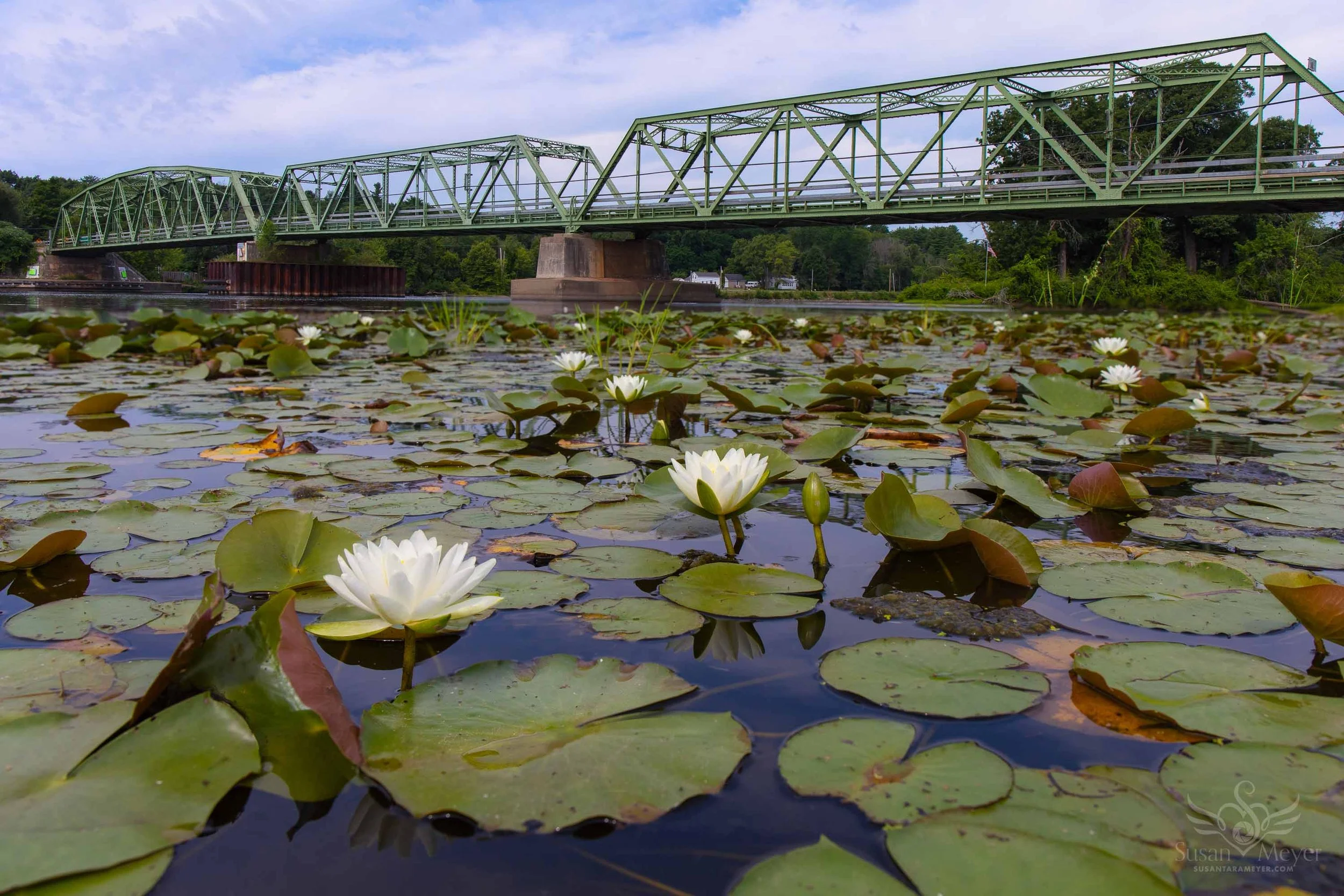 Water-Lilies-Bridge-2.jpg