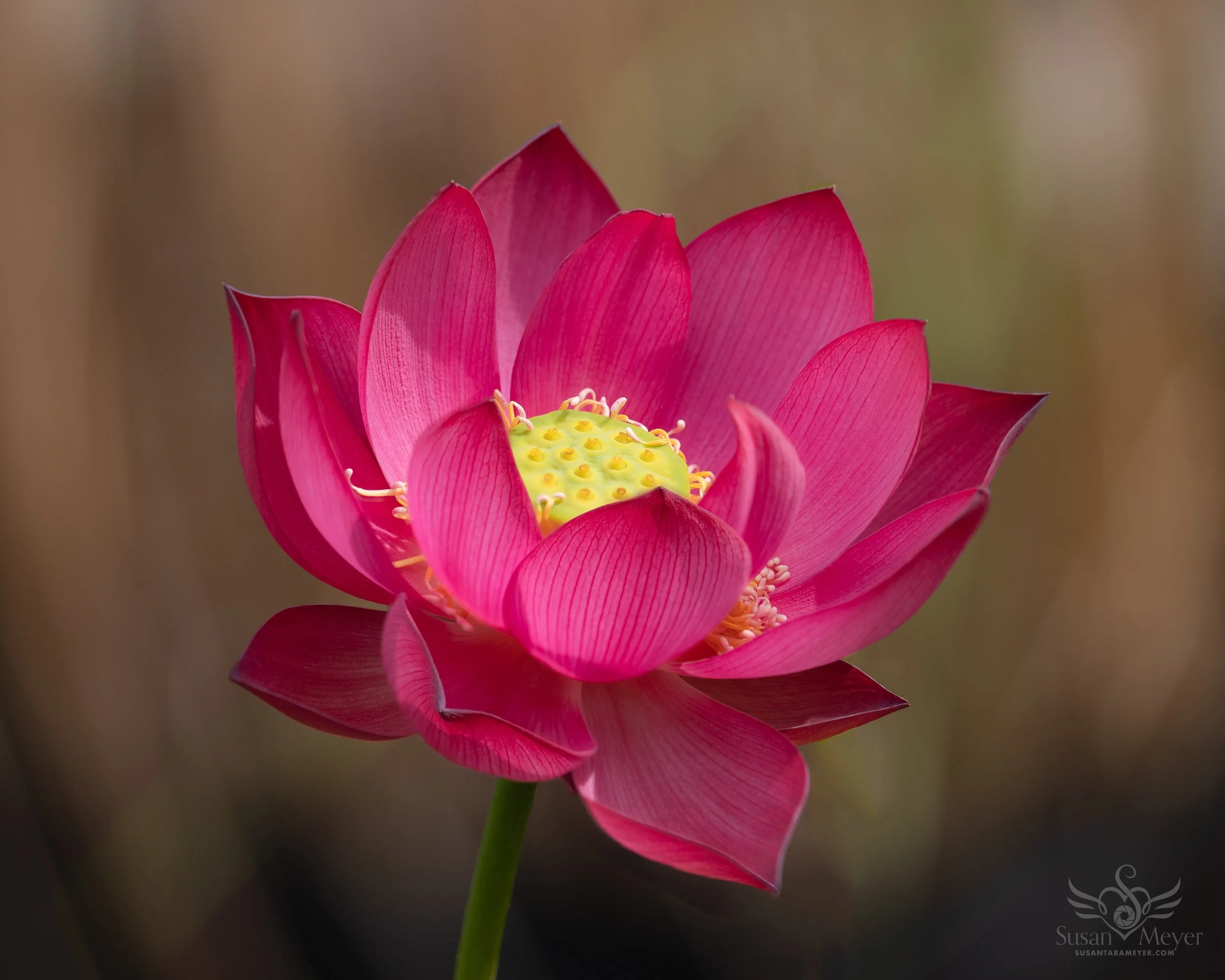 Lotus-Bloom-Ropes-1.jpg