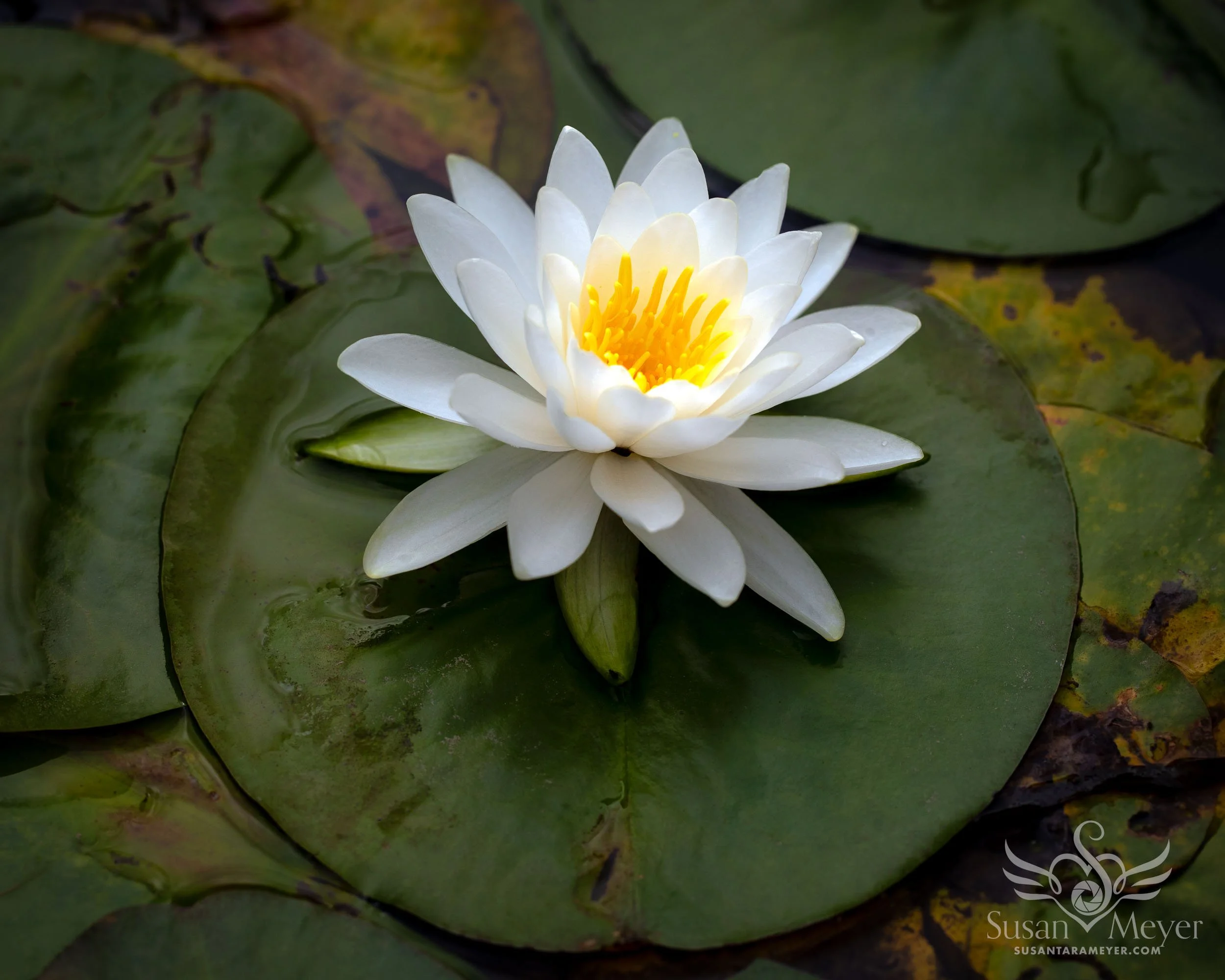WaterLily-07102026-2.jpg