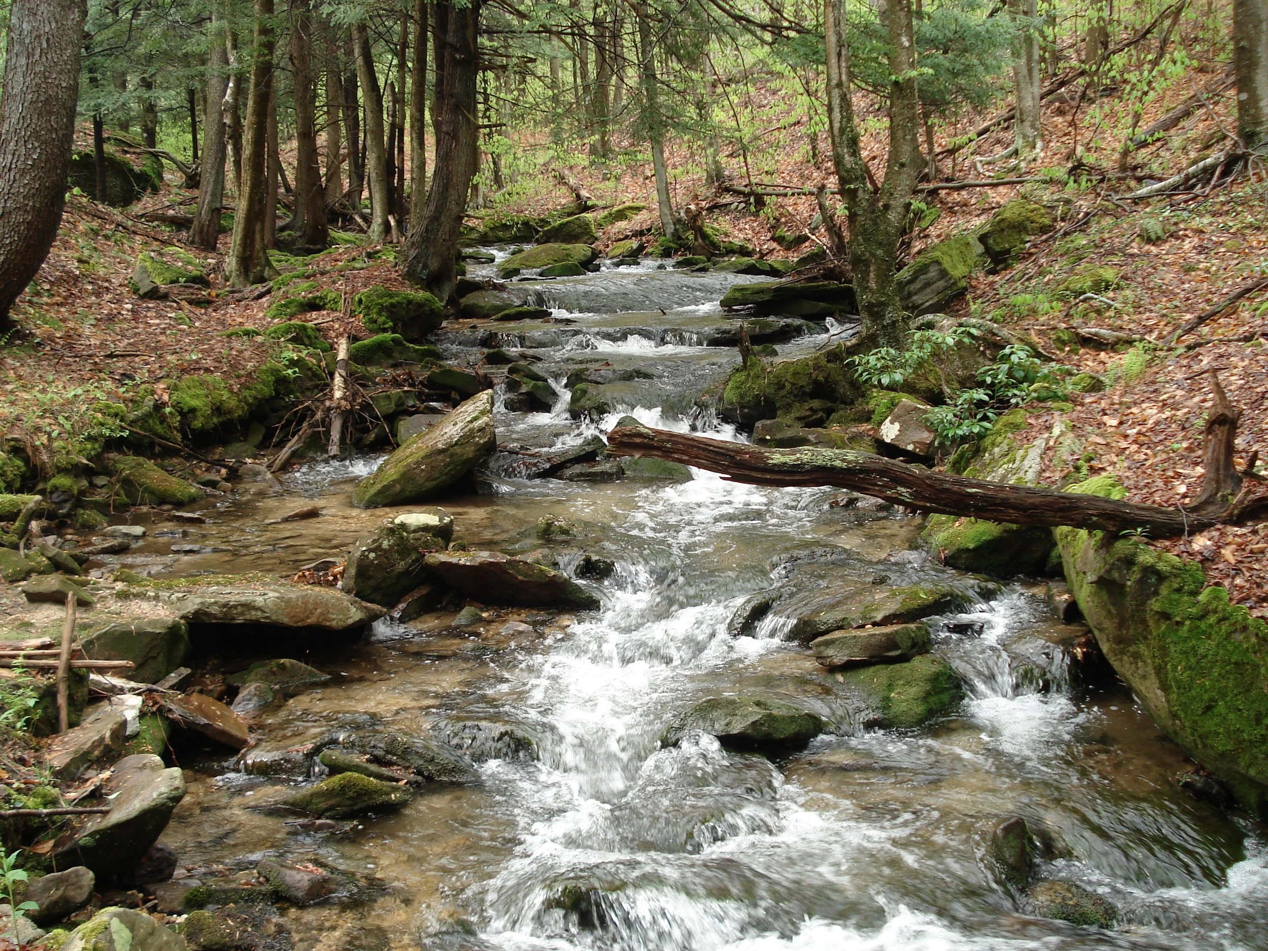 Minister_Creek_-_Allegheny_National_Forest.JPG