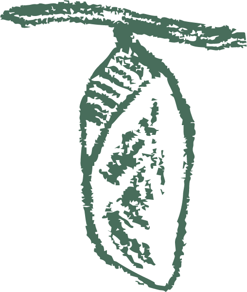 A hand-sketched illustration of a butterfly chrysalis representing growth.