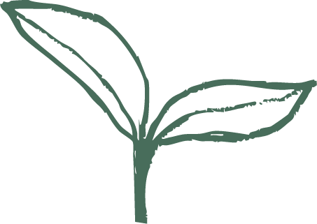 A simple illustration of a young plant with green leaves on a white background.