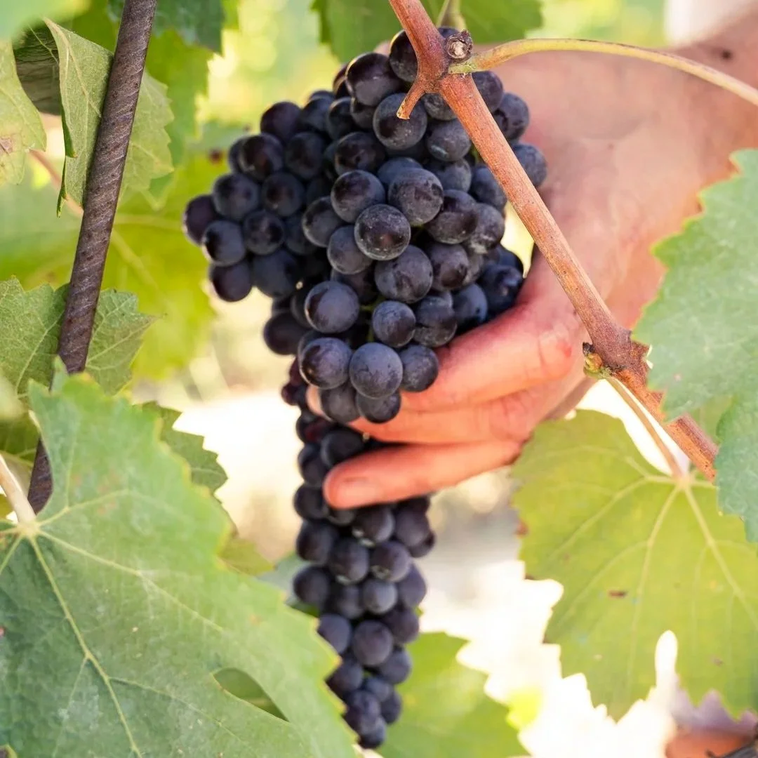 mauro-molino-press-vendemmia-01.jpg