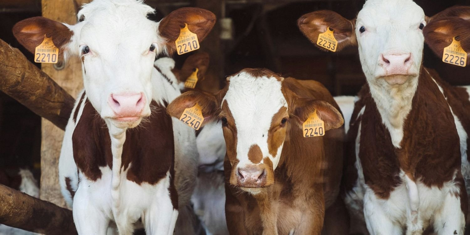 Where to Buy Stockfeed in Torquay