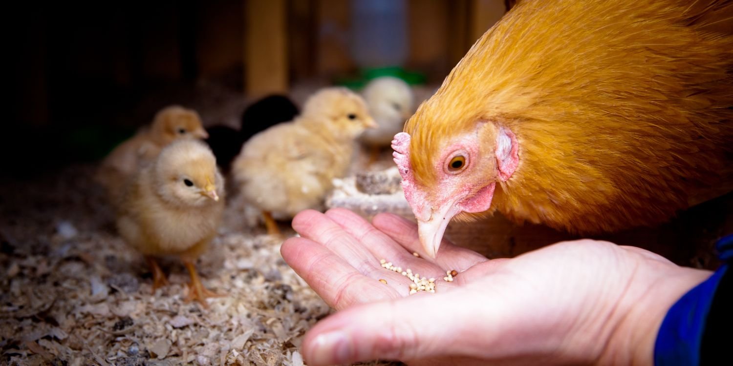 Where to Buy Chook Feed in Torquay (And What to Look For)