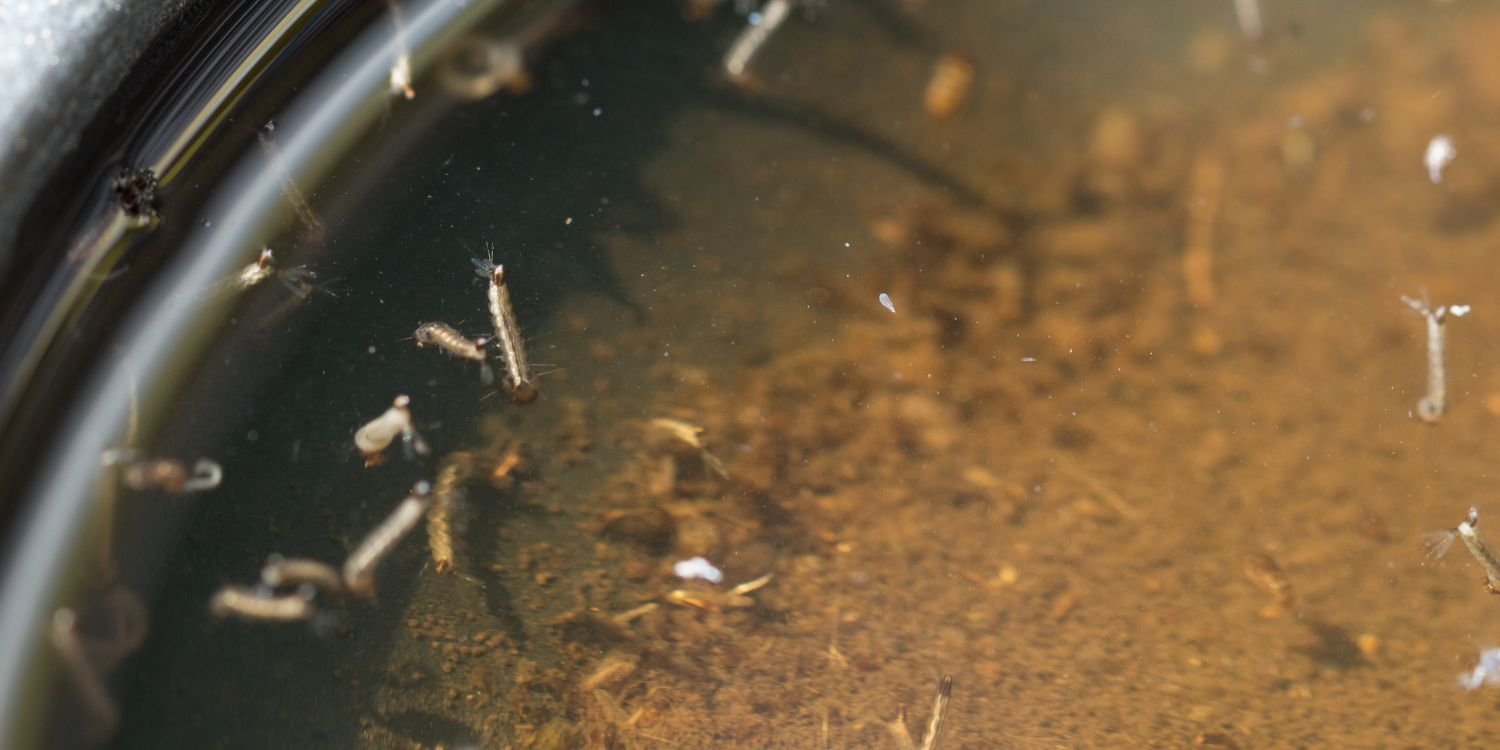 How to look after your horses in mosquito season