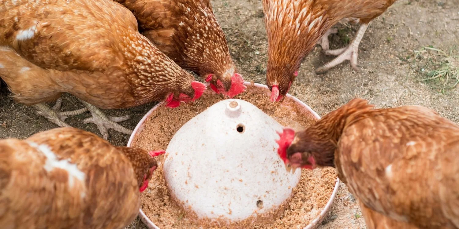 Where to Buy Chook Feed in Torquay