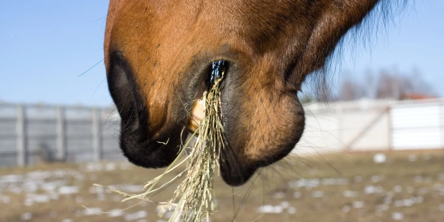 Find the right hay for your horse at Surfcoast Rural in Torquay