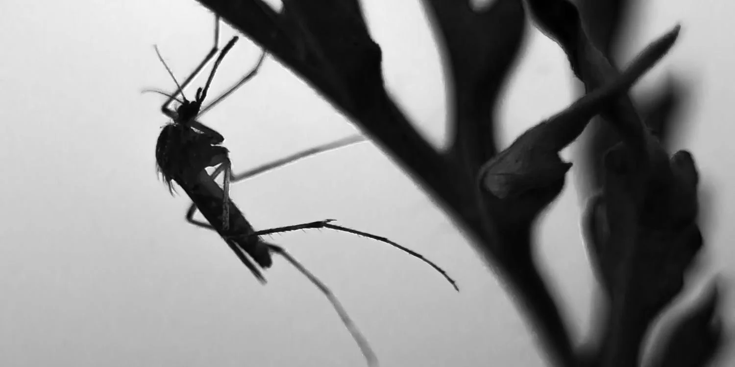 How to look after your horses in mosquito season