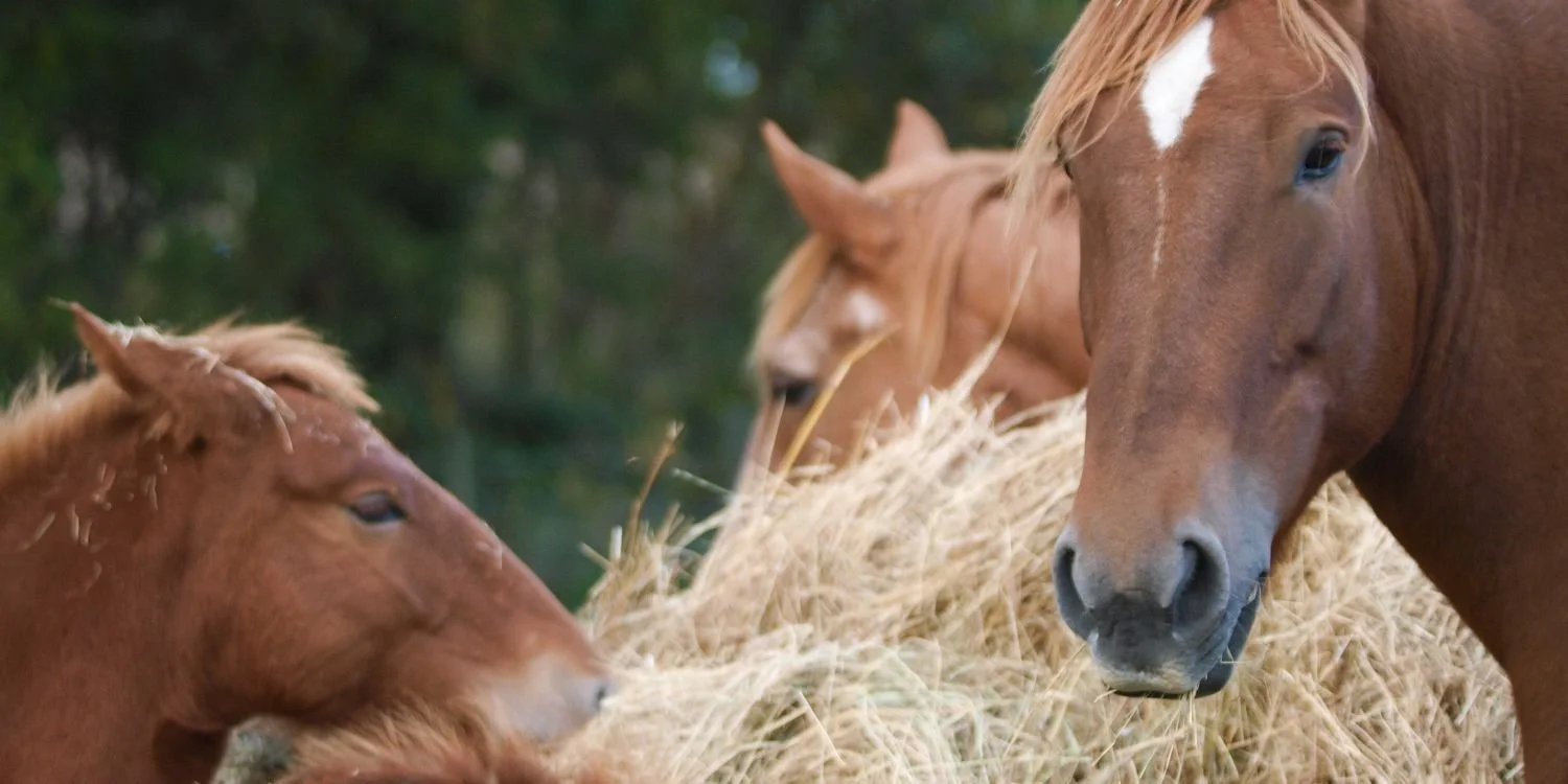 Find the right hay for your horse at Surfcoast Rural in Torquay