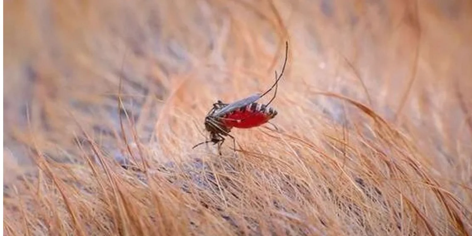 How to look after your horses in mosquito season