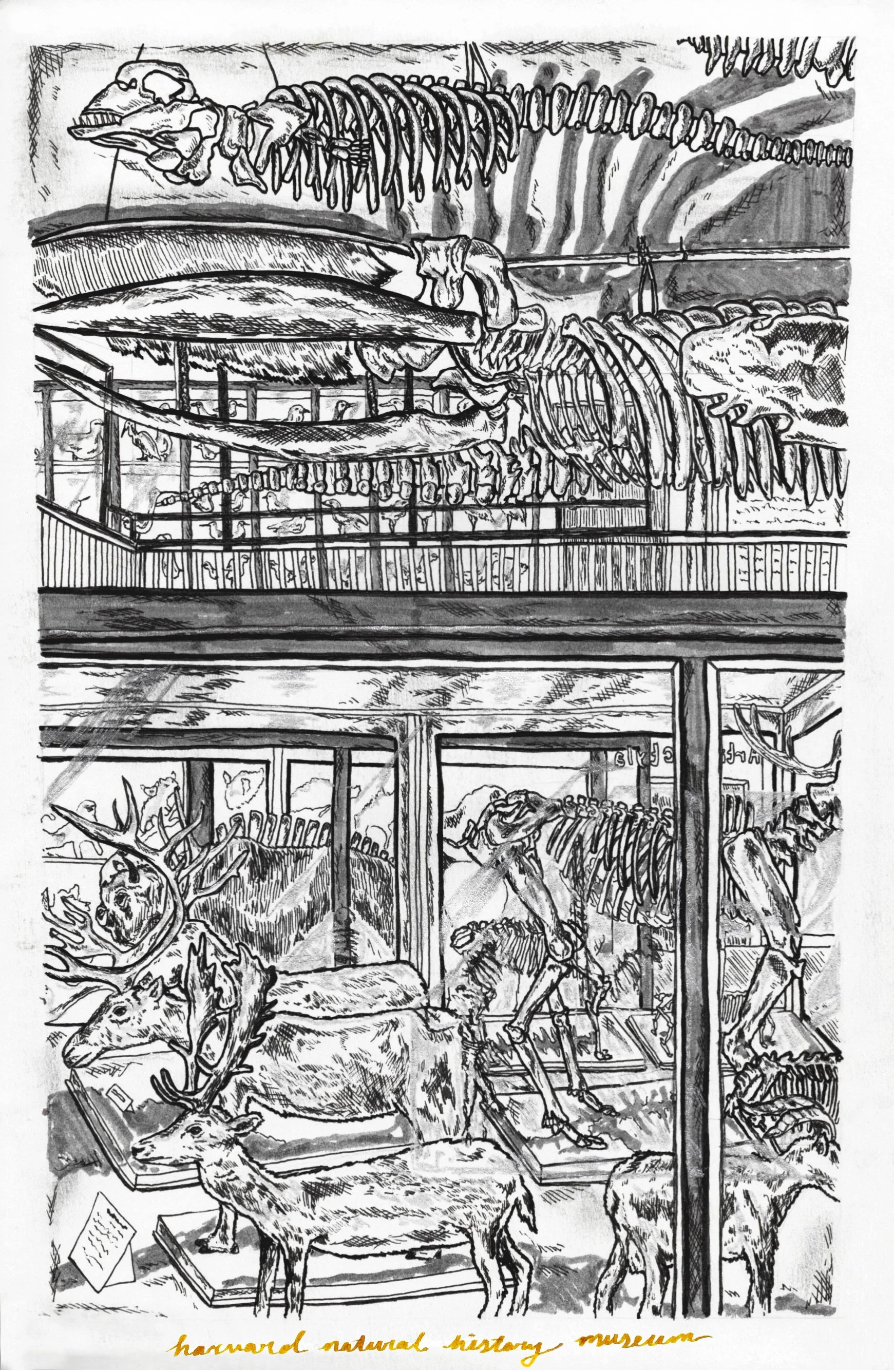 Harvard Natural History Museum.jpg