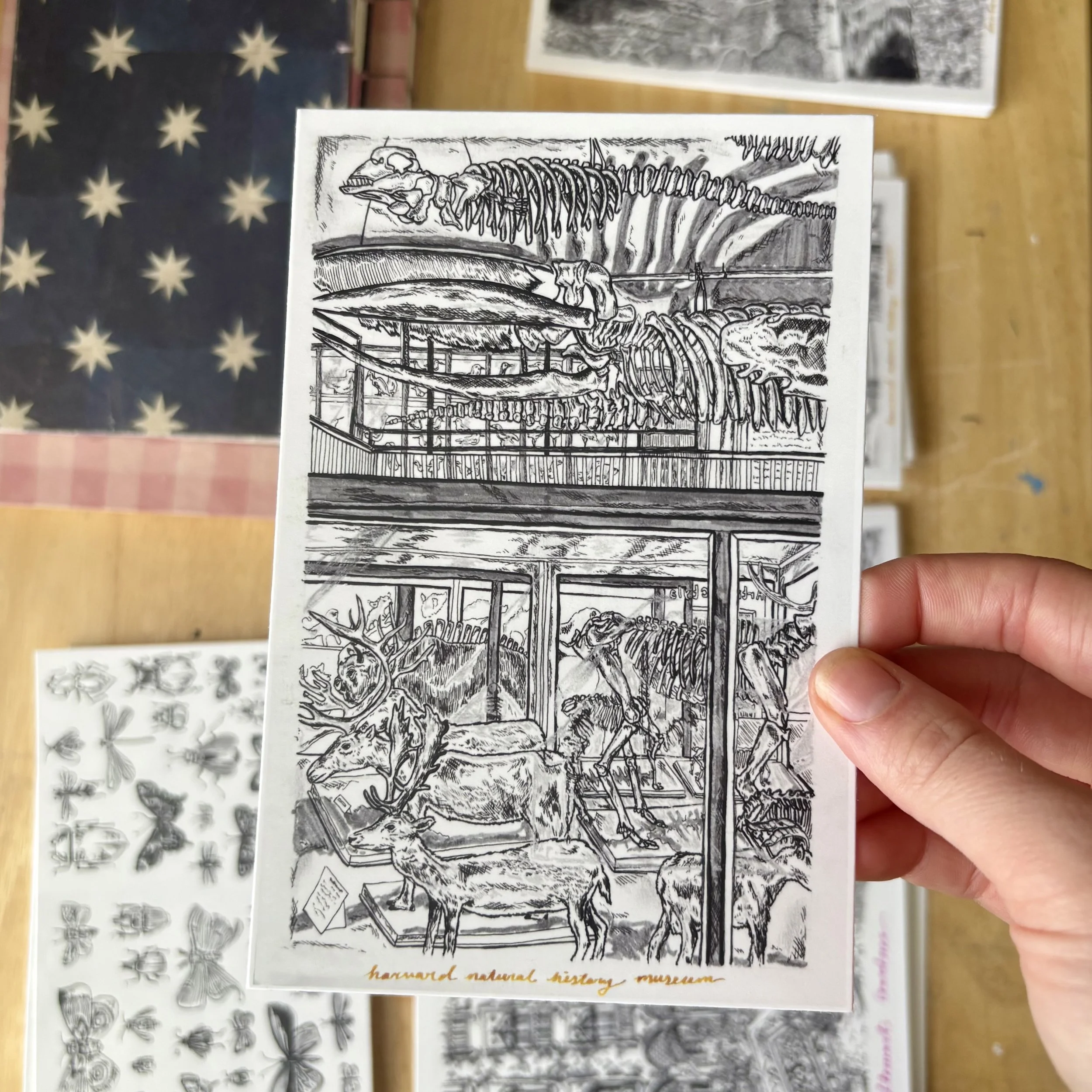 Postcard Print Harvard Natural History Museum