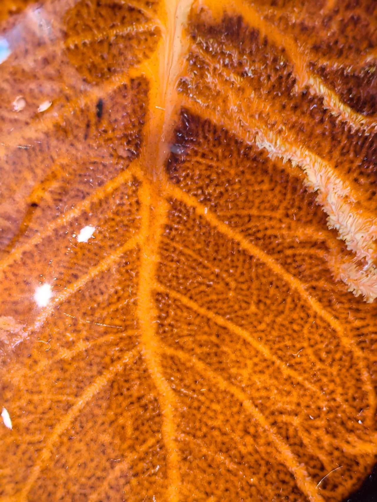 9eb4ff7a27715bd254c3d0968c50f368.jpg