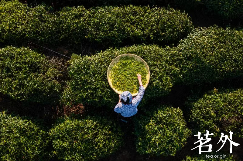 A person in a blue and white outfit harvesting tea leaves in a tea plantation, viewed from above.