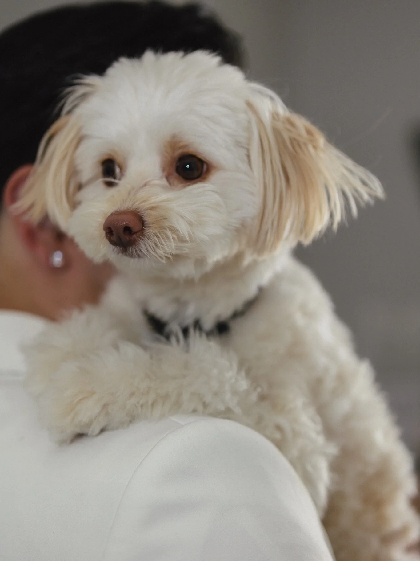 We love that our precious fur baby is included in wedding day and photos. This is one of cutie pie Kairo, what a handsome boy! 🩵🐾
Swipe 👈🏻 to see the next pic of our beautiful bride, J and Kairo together on her wedding day. 🥹💍

Photography: @em
