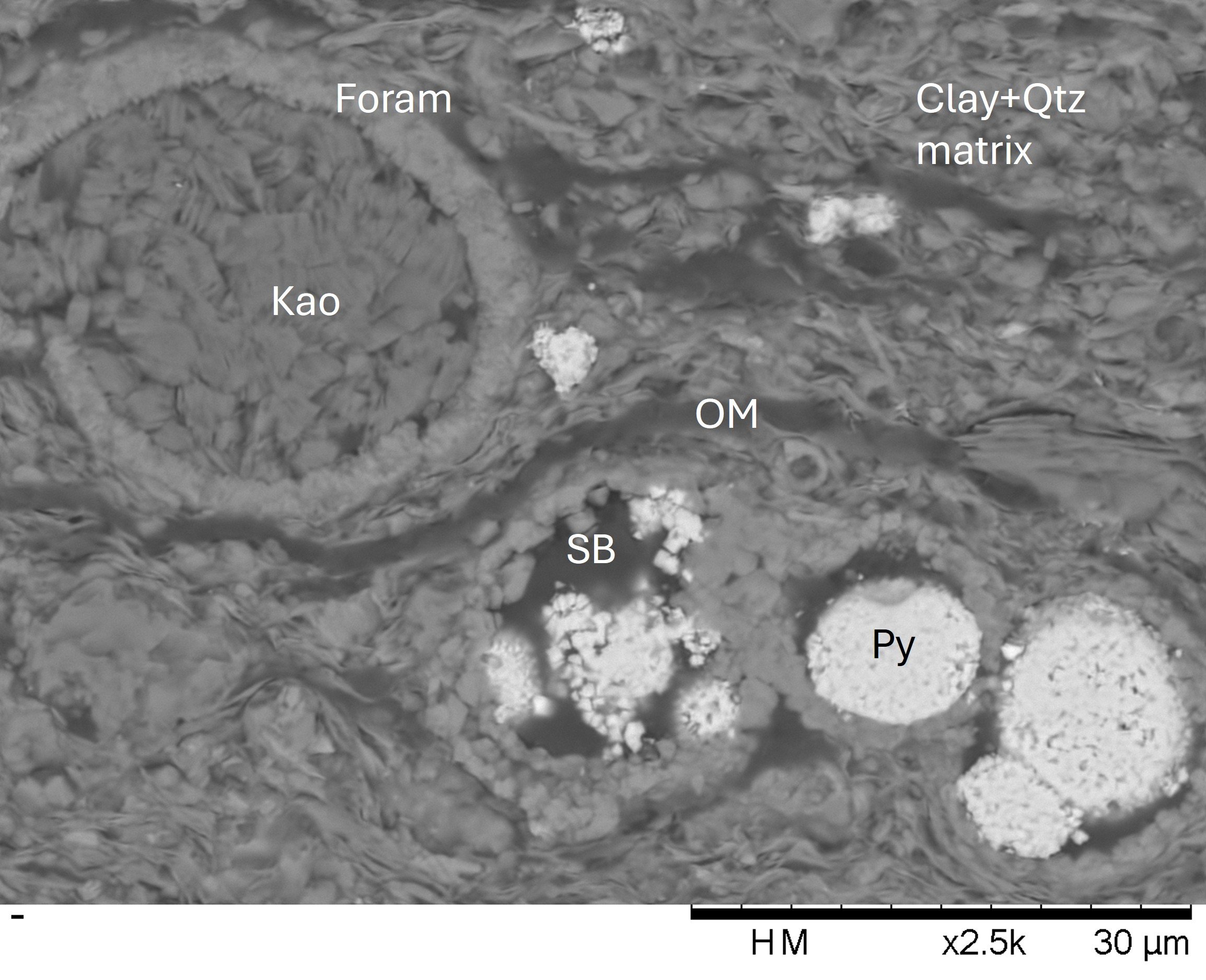 Fine-grained matrix intermixed with organic matter (OM), probably lamalginite or bituminite. Foraminifera (Foram) tests are filled with kaolinite (Kao), solid bitumen (SB) and pyrite (Py) framboids. Toolebuc Formation, Eromanga Basin. SEM image in BS